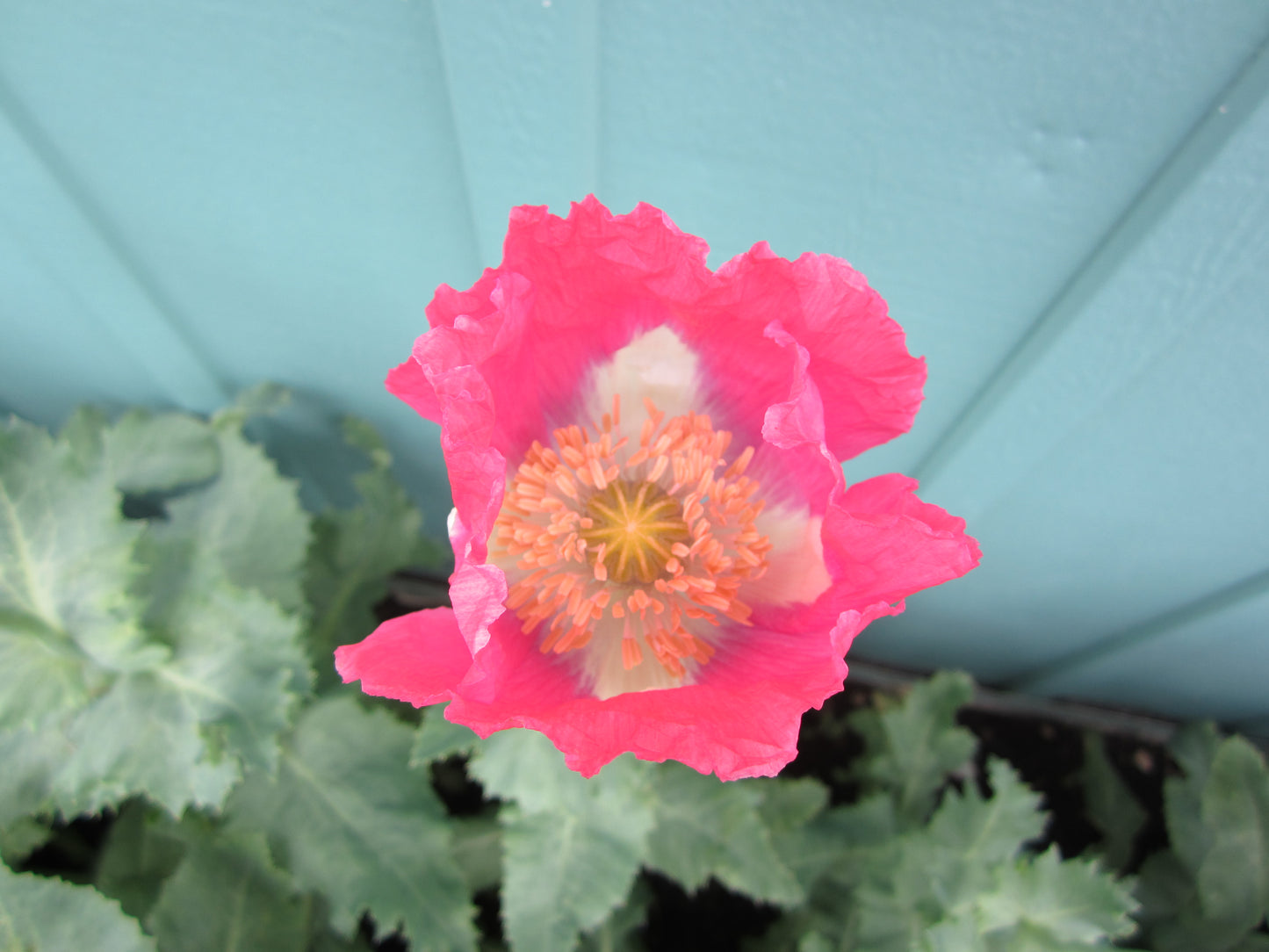 Izmir Afghan Pink Special (Galania) Poppy (500+ seeds)