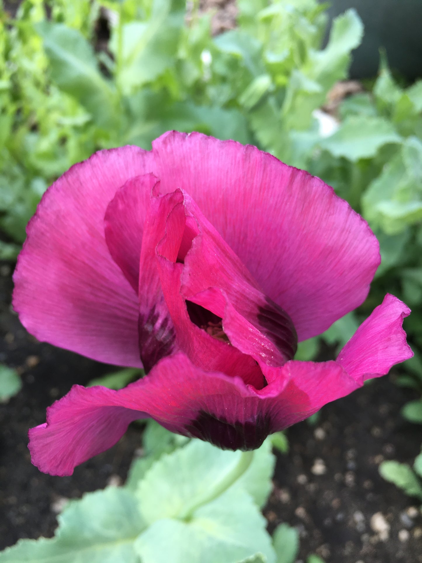 Afghan Blue Poppy (500+ seeds)