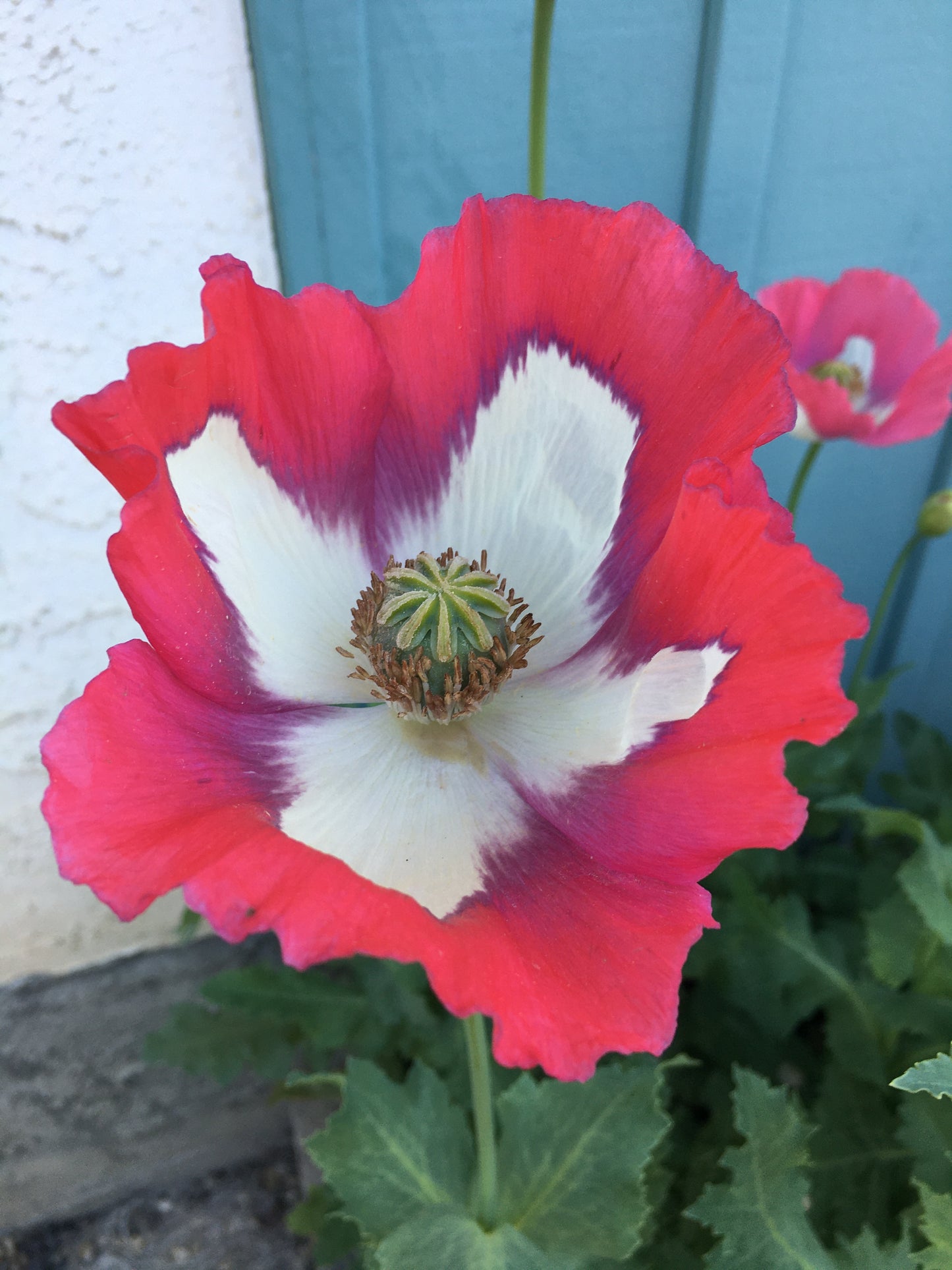 Afghan Flag Poppy (500+ seeds)