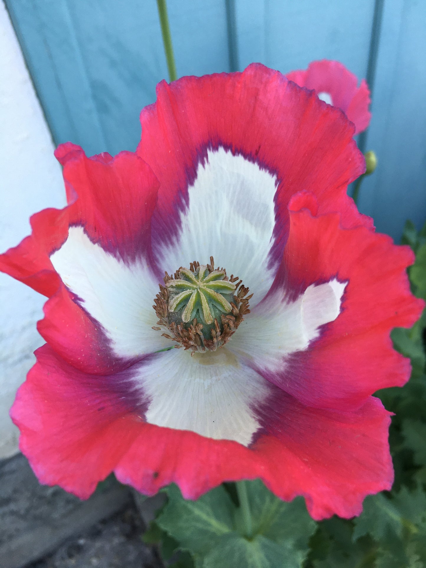 Afghan Flag Poppy (500+ seeds)