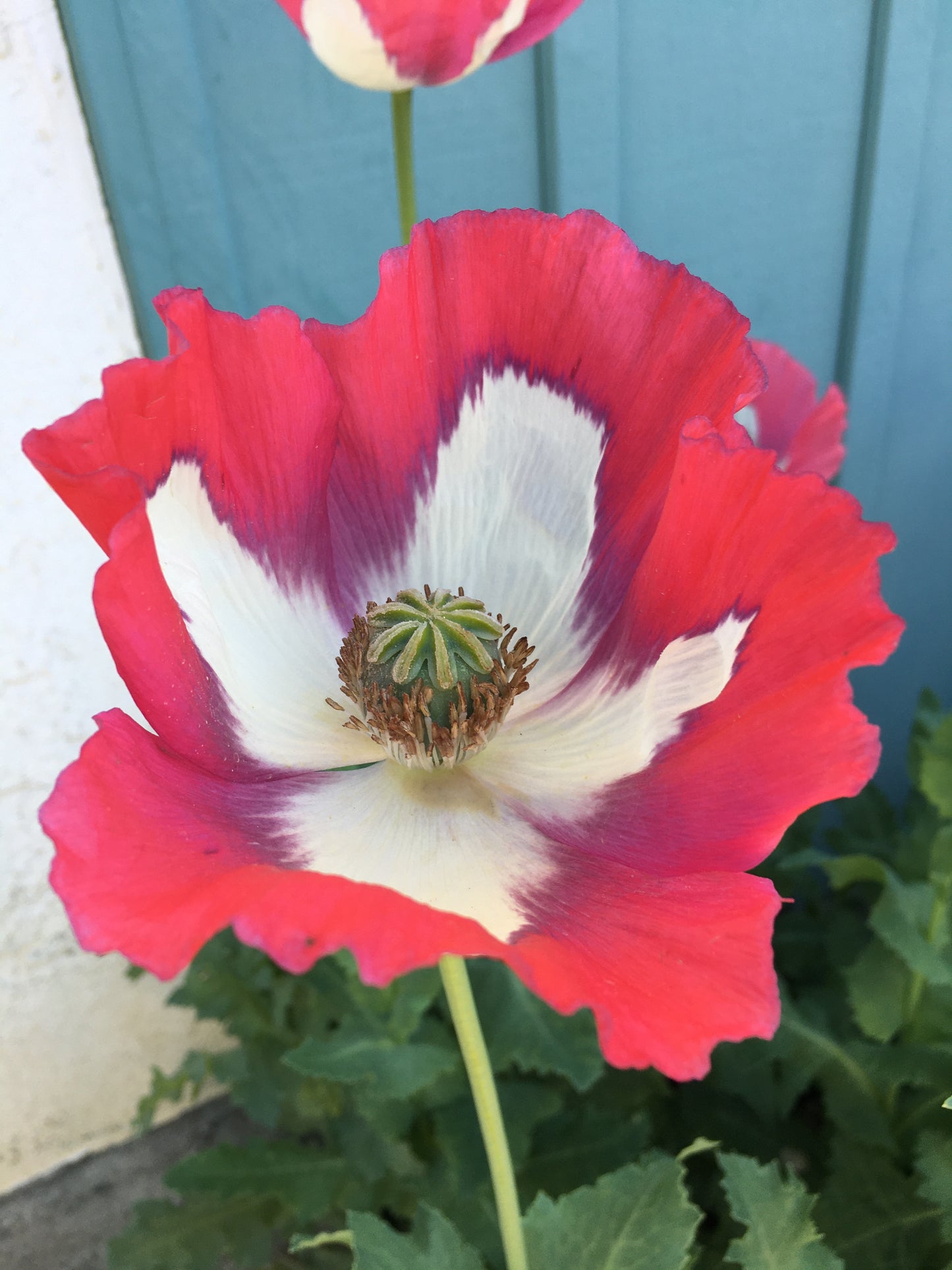 Afghan Flag Poppy (500+ seeds)