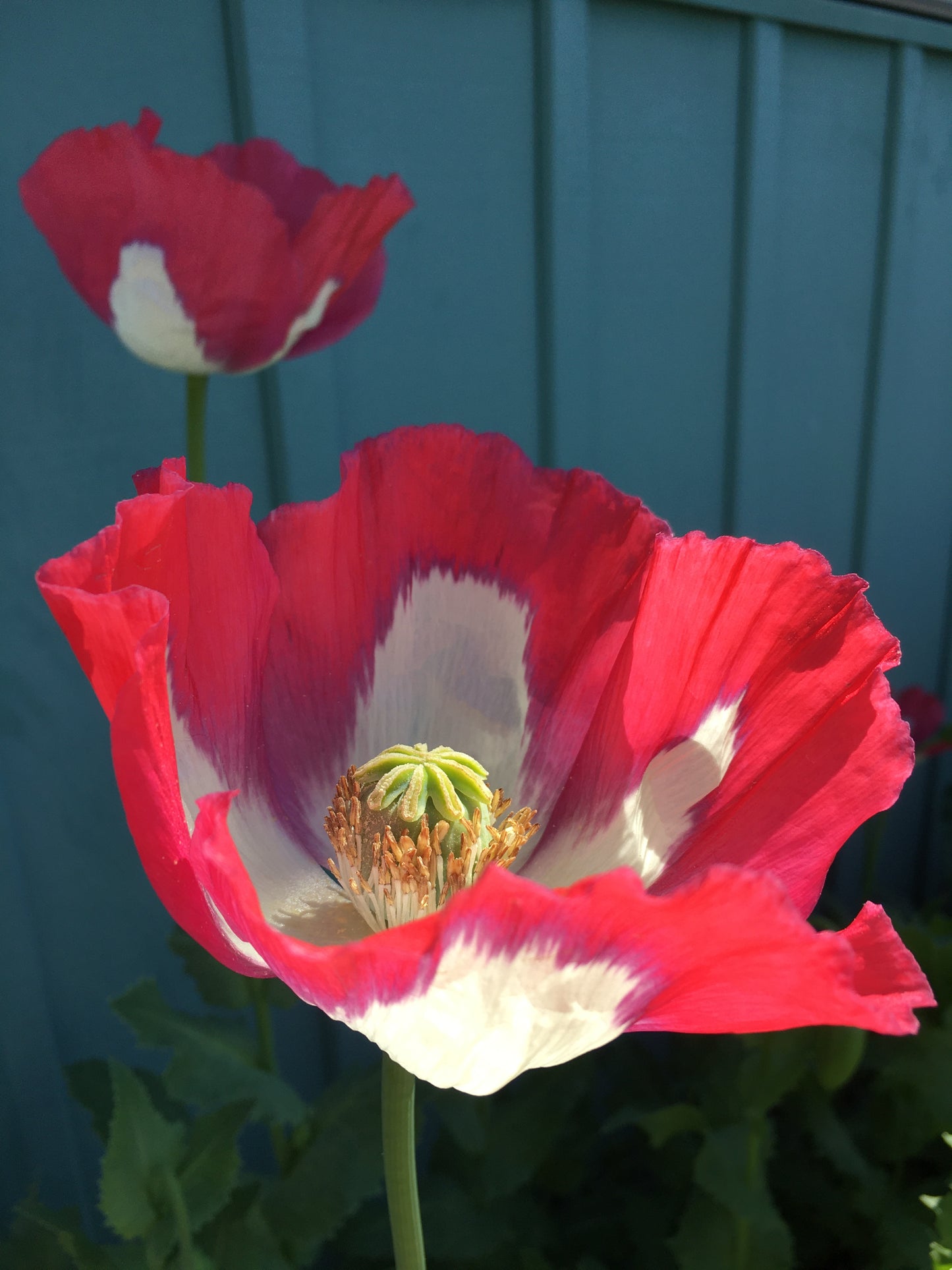 Afghan Flag Poppy (500+ seeds)