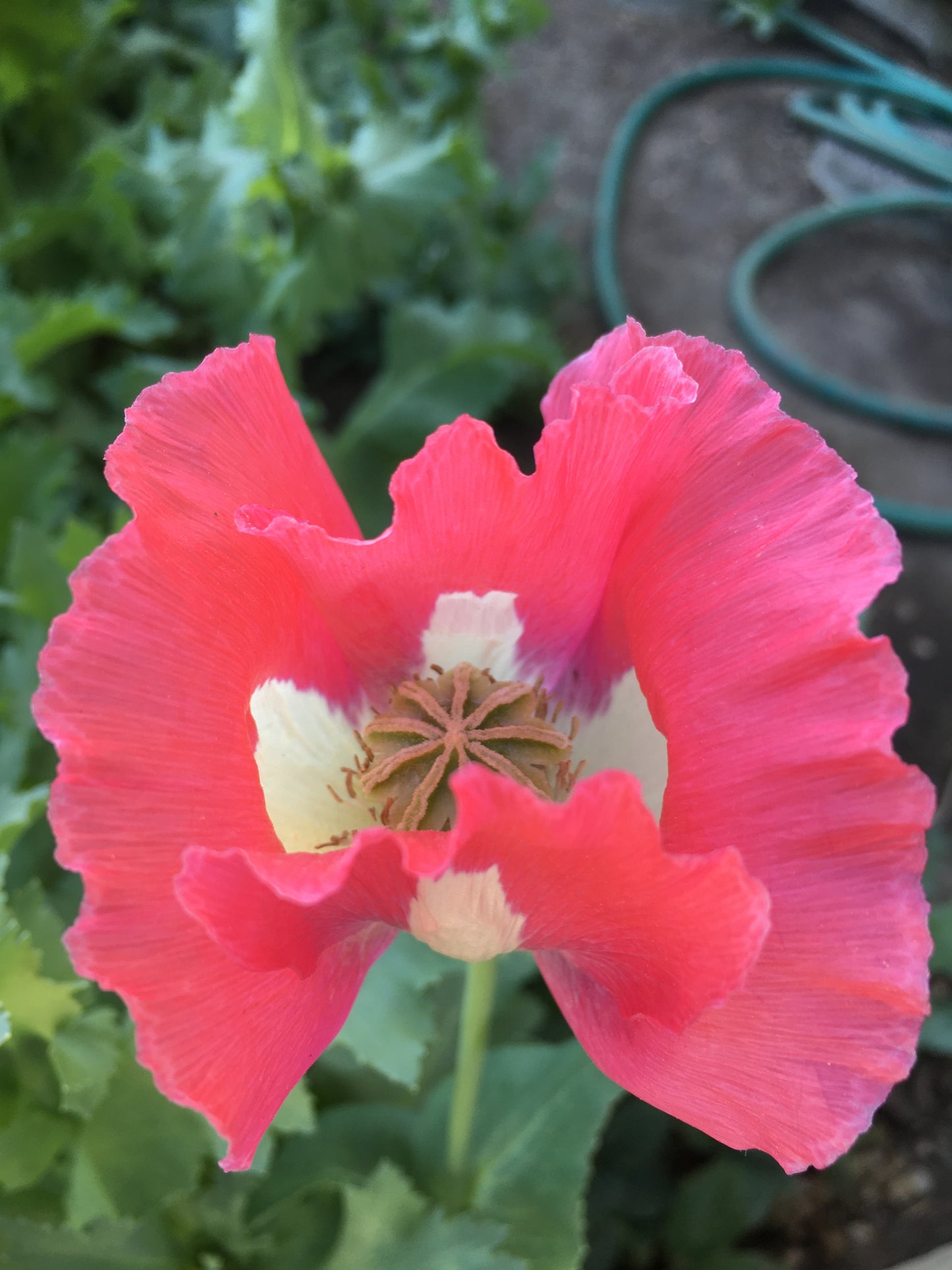 Izmir Afghan Pink Special (Galania) Poppy (500+ seeds)