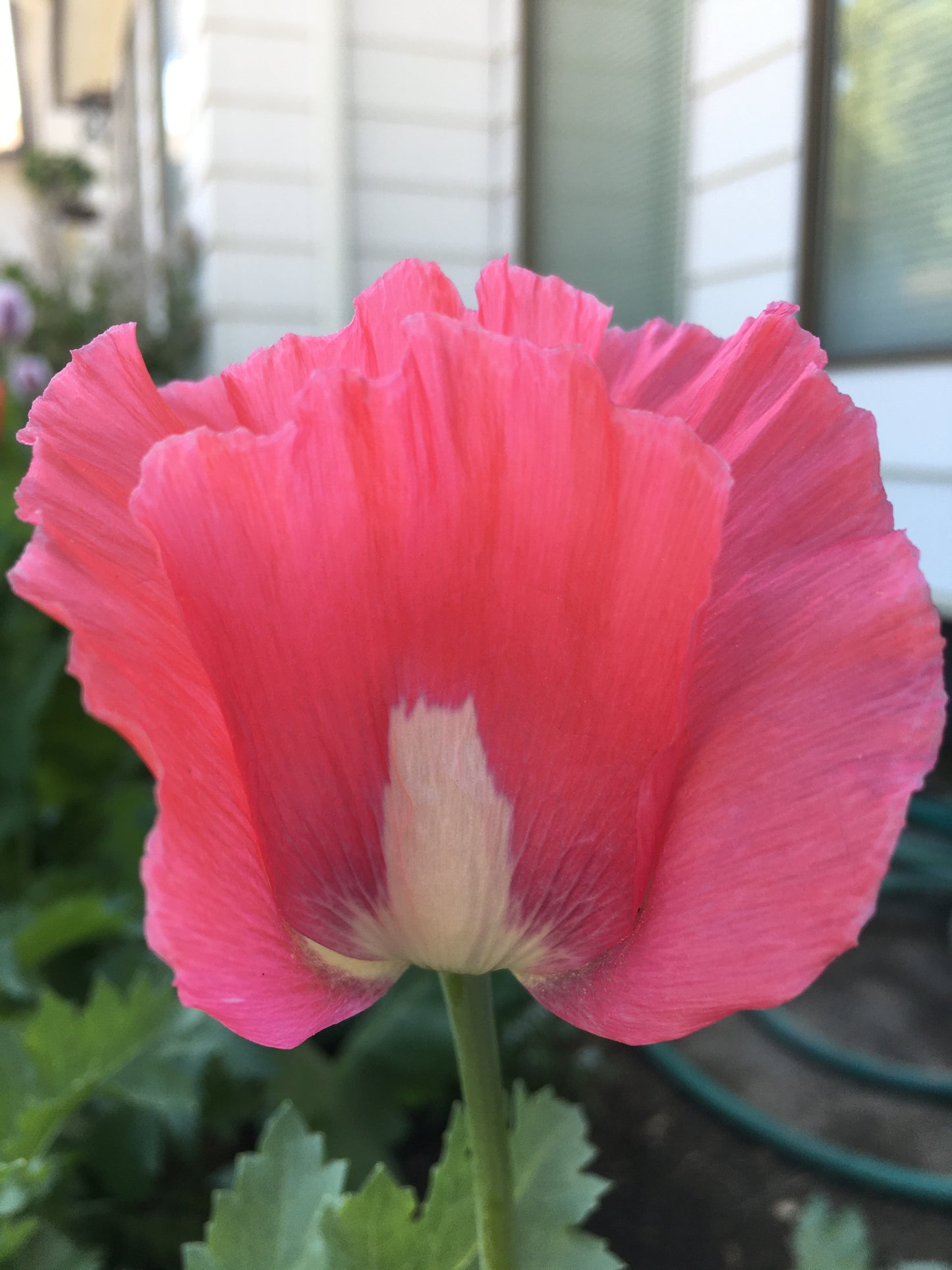 Izmir Afghan Pink Special (Galania) Poppy (500+ seeds)