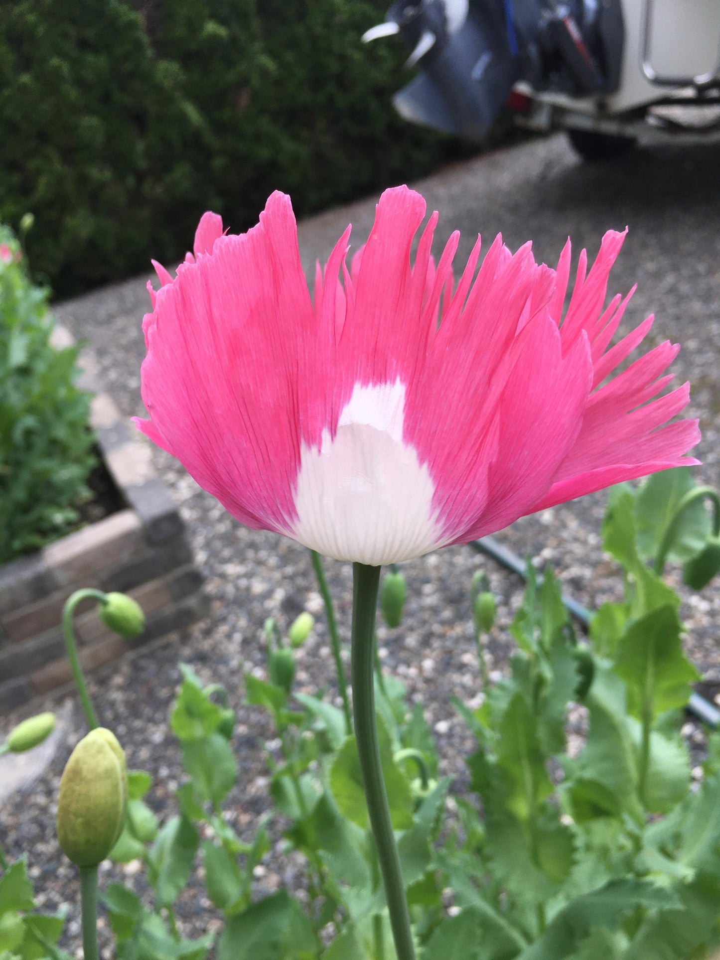 Izmir Afghan Pink Special (Galania) Poppy (500+ seeds)