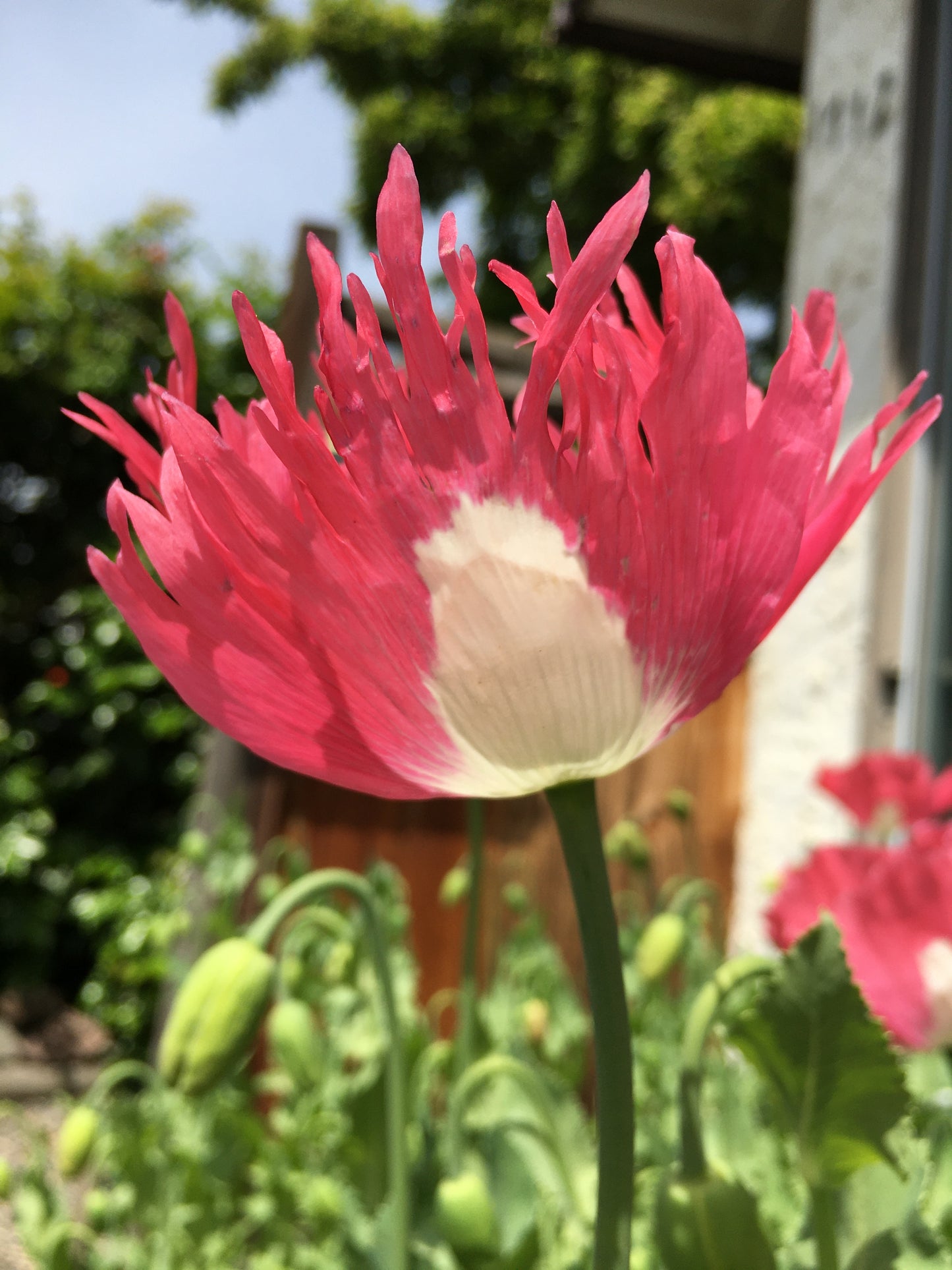 Izmir Afghan Pink Special (Galania) Poppy (500+ seeds)
