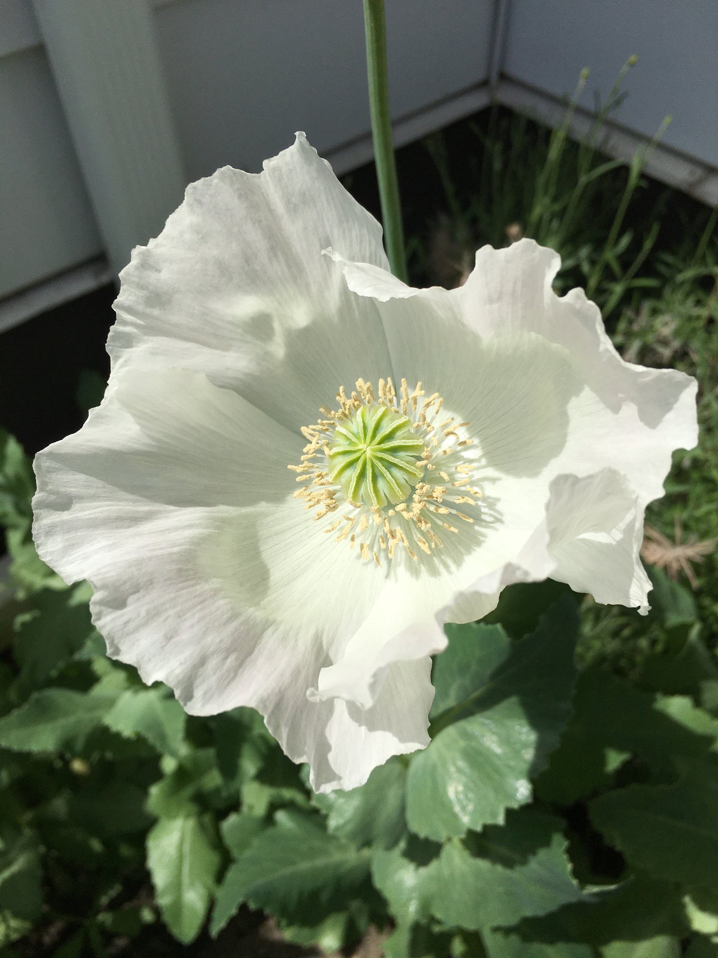 Izmir Afghan White Special (Galania) Poppy (500+ seeds)