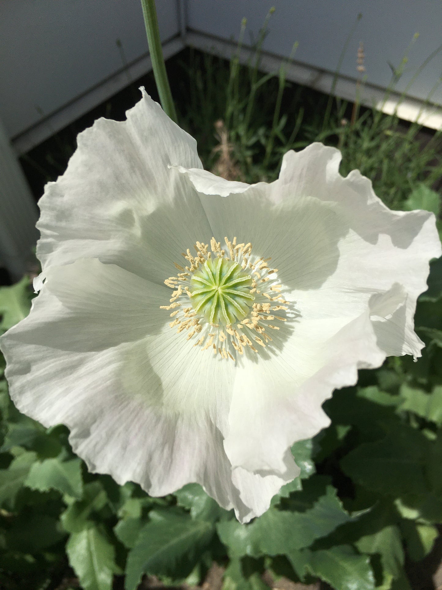 Izmir Afghan White Special (Galania) Poppy (500+ seeds)