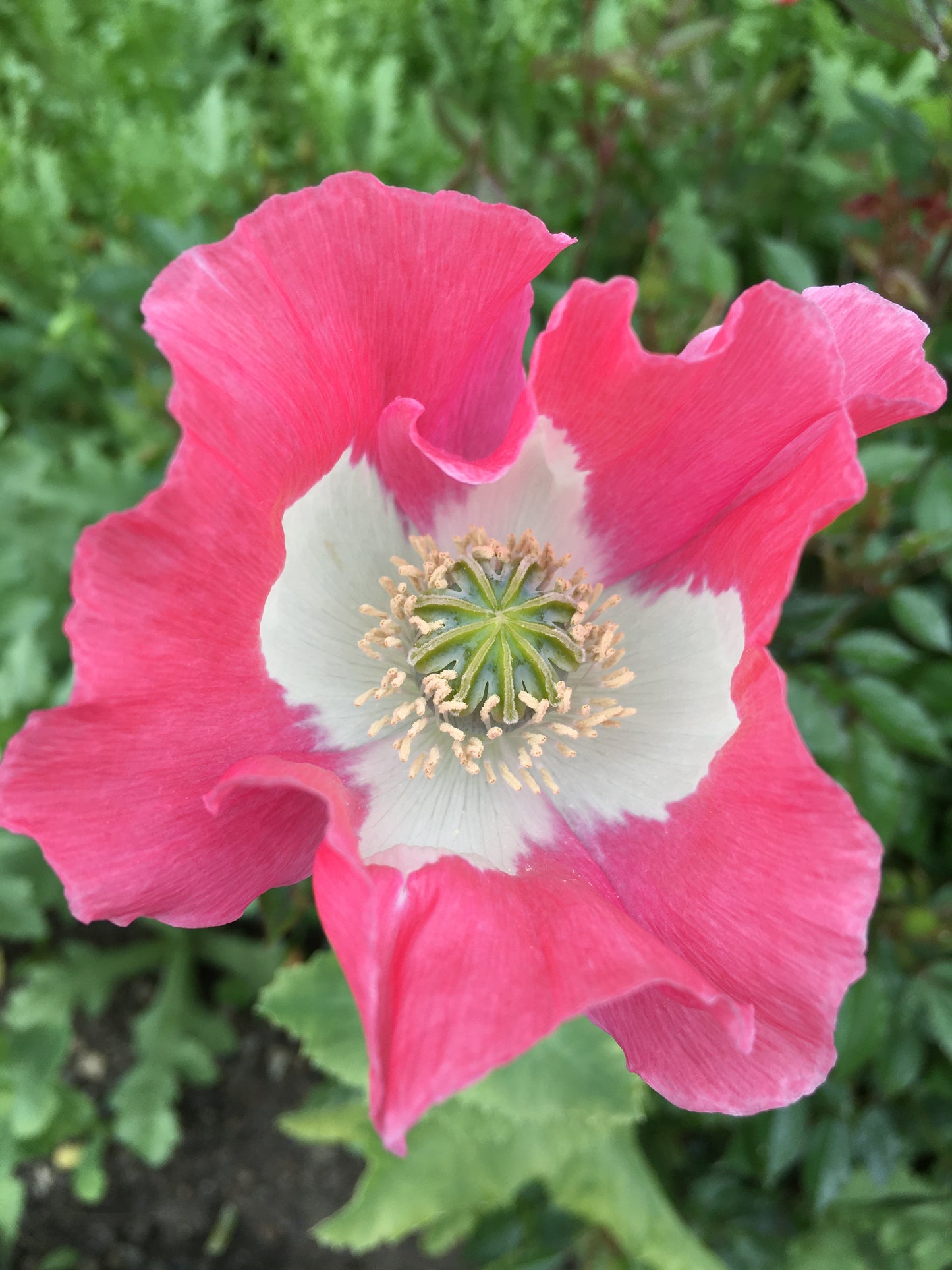 Izmir Afghan Pink Special (Galania) Poppy (500+ seeds)