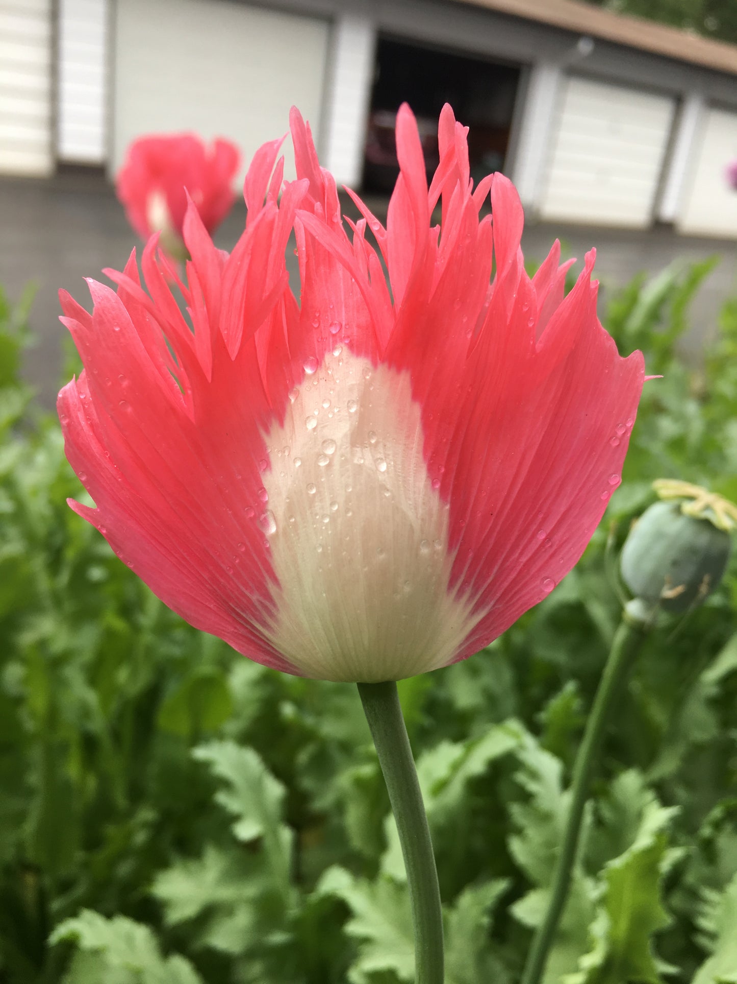 Izmir Afghan Pink Special (Galania) Poppy (500+ seeds)