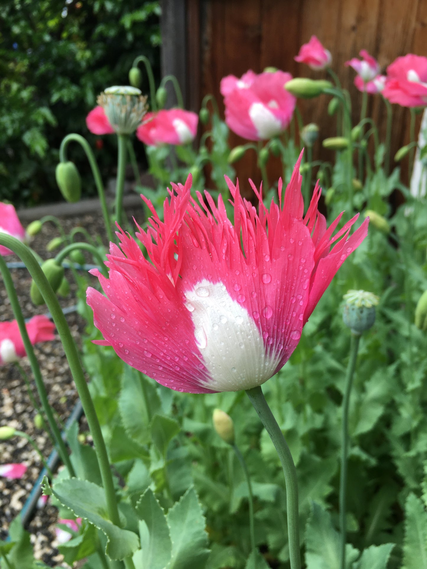 Izmir Afghan Pink Special (Galania) Poppy (500+ seeds)