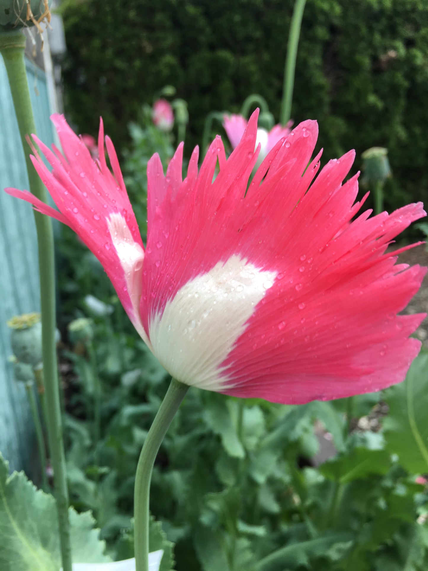 Izmir Afghan Pink Special (Galania) Poppy (500+ seeds)