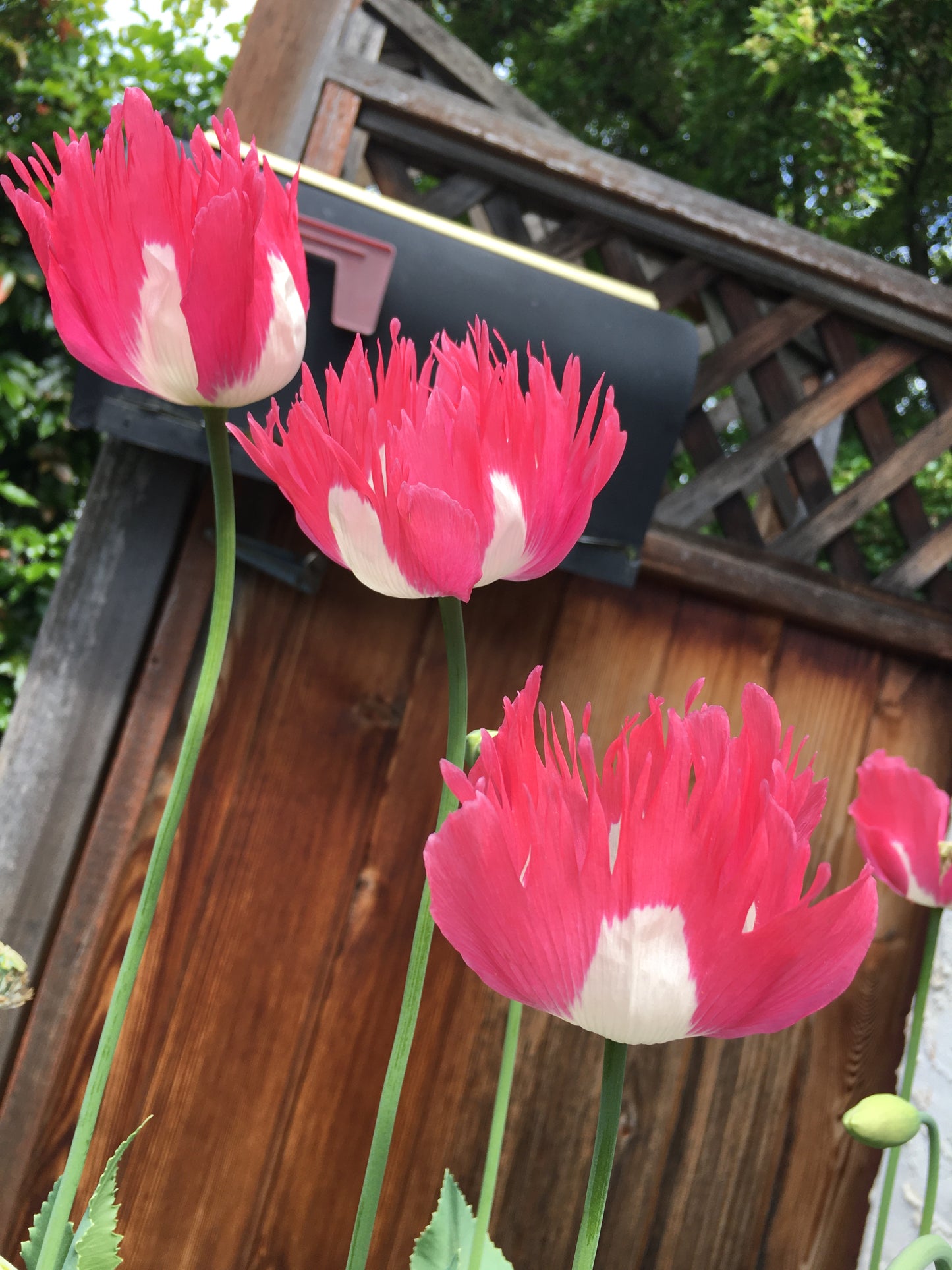 Izmir Afghan Pink Special (Galania) Poppy (500+ seeds)