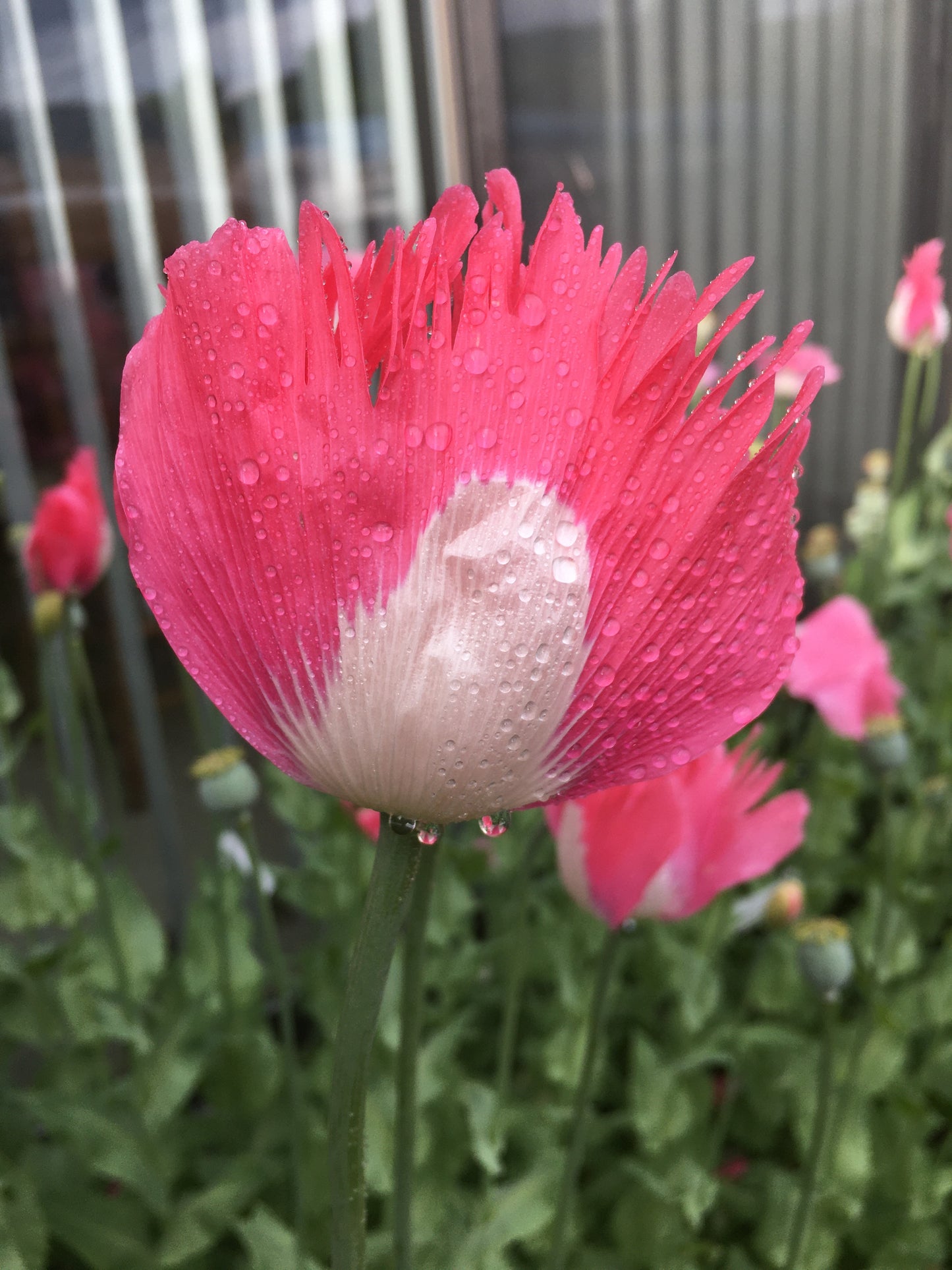Izmir Afghan Pink Special (Galania) Poppy (500+ seeds)