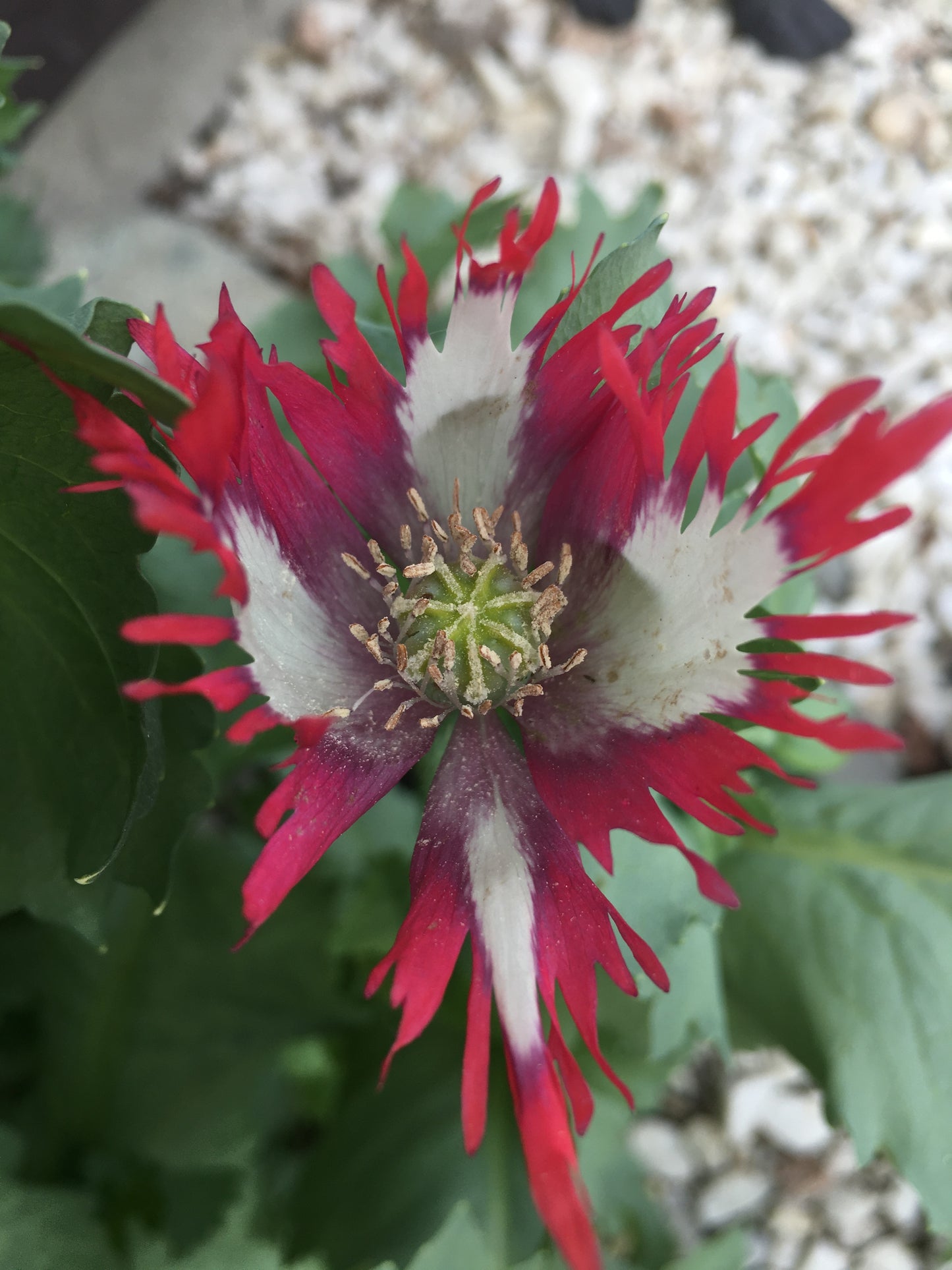 Izmir Danish Flag Poppy (1000+ seeds)