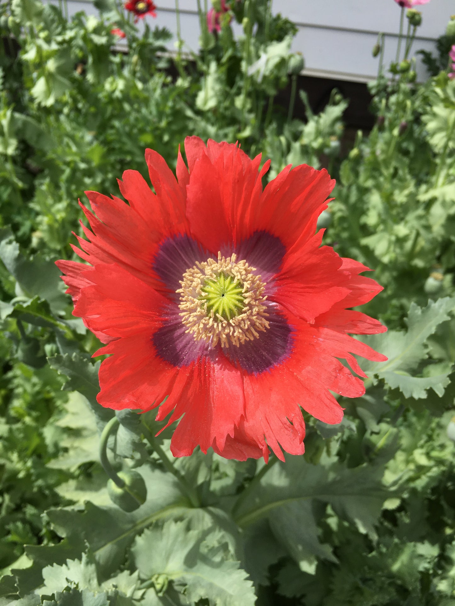 Okanagan Bush Poppy (1000+ seeds)