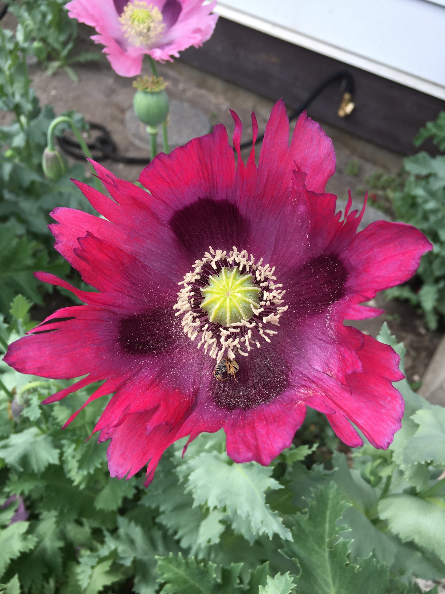 Afghan Blue Poppy (500+ seeds)