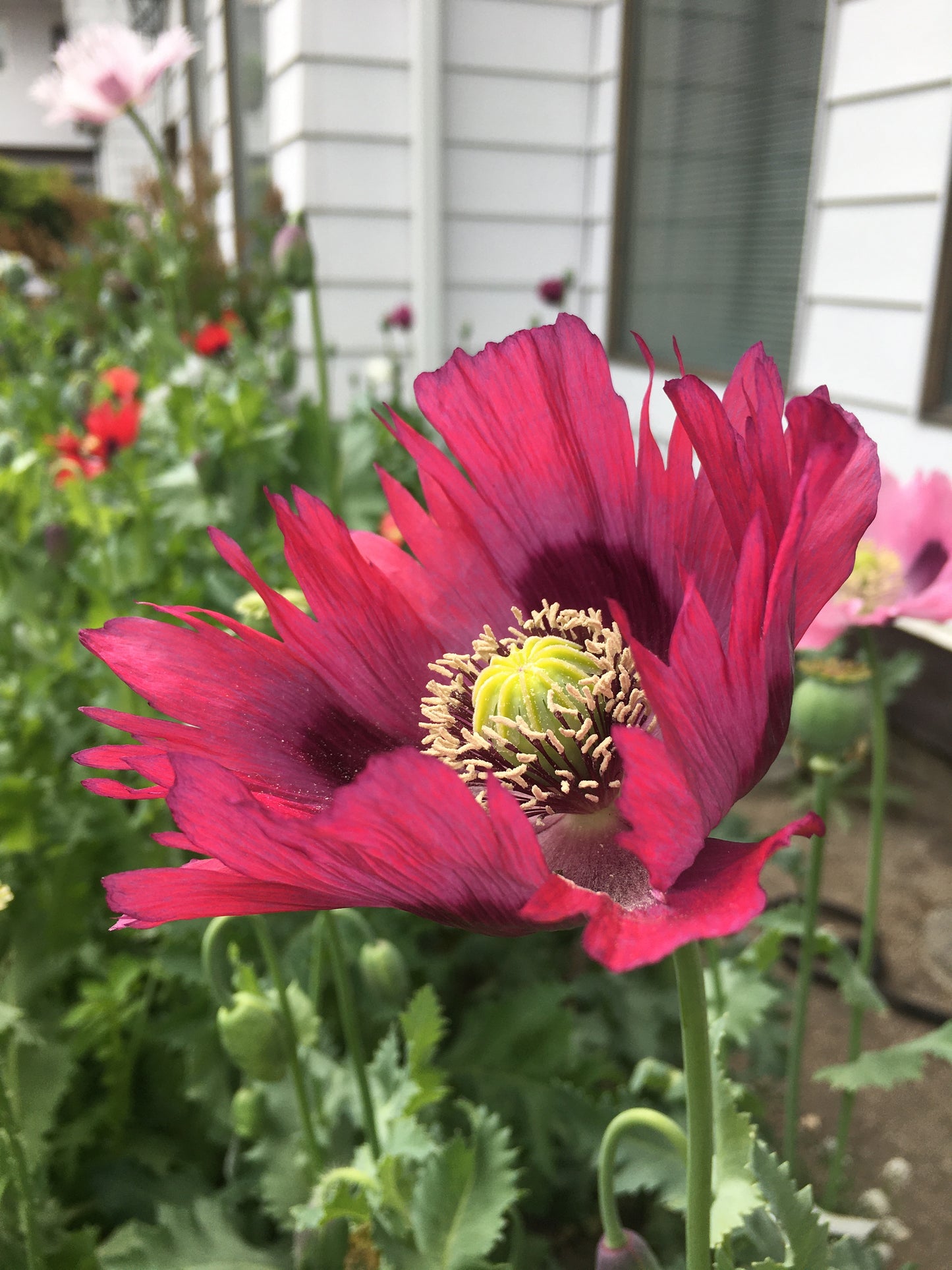 Afghan Blue Poppy (500+ seeds)