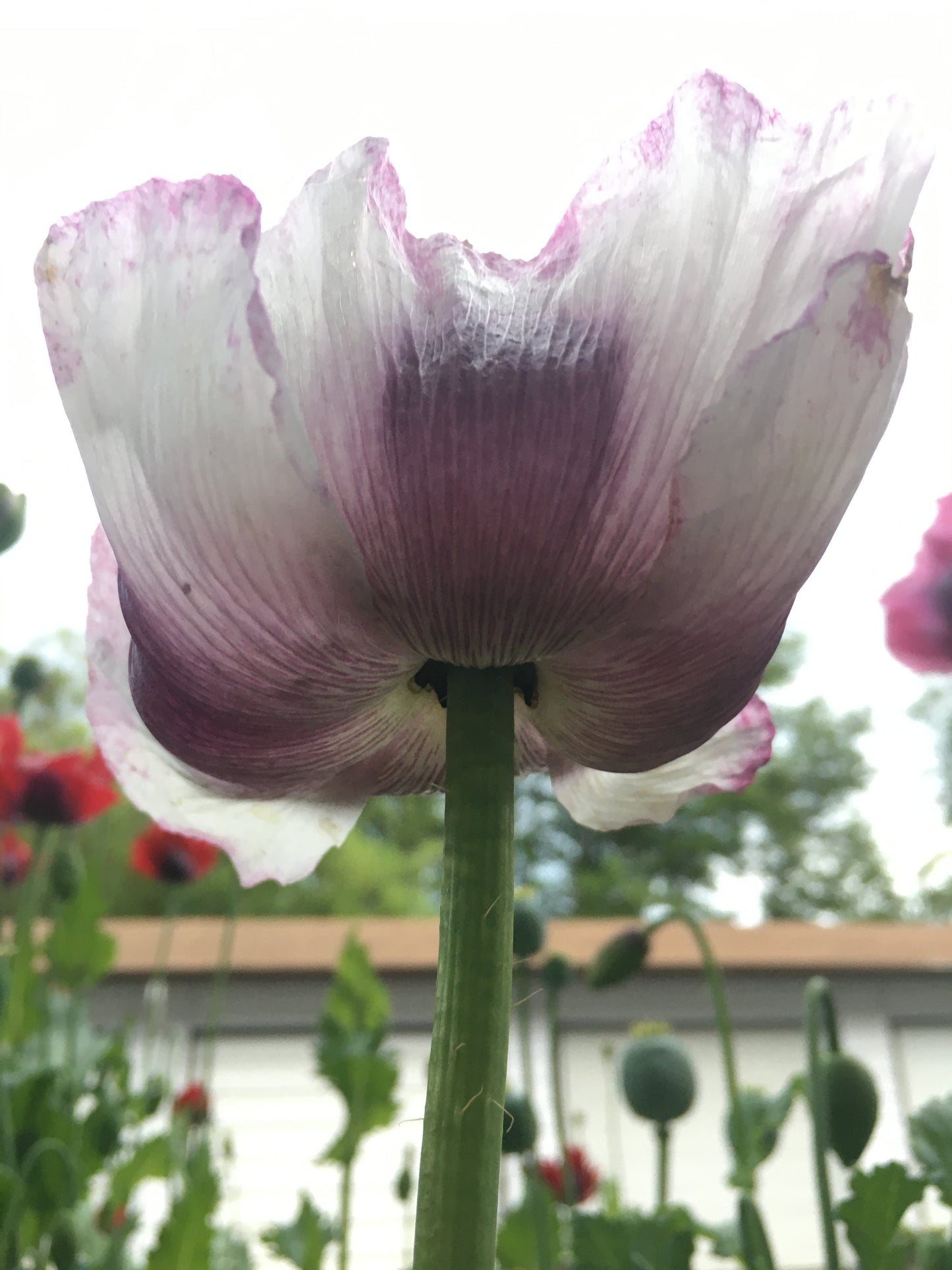 Izmir Hens & Chicks Poppy (500+ seeds)