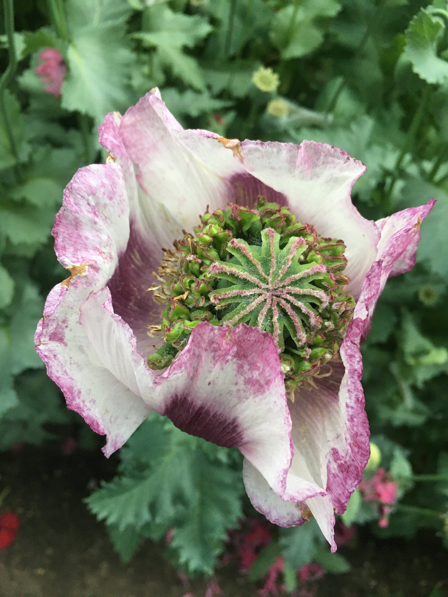 Izmir Hens & Chicks Poppy (500+ seeds)
