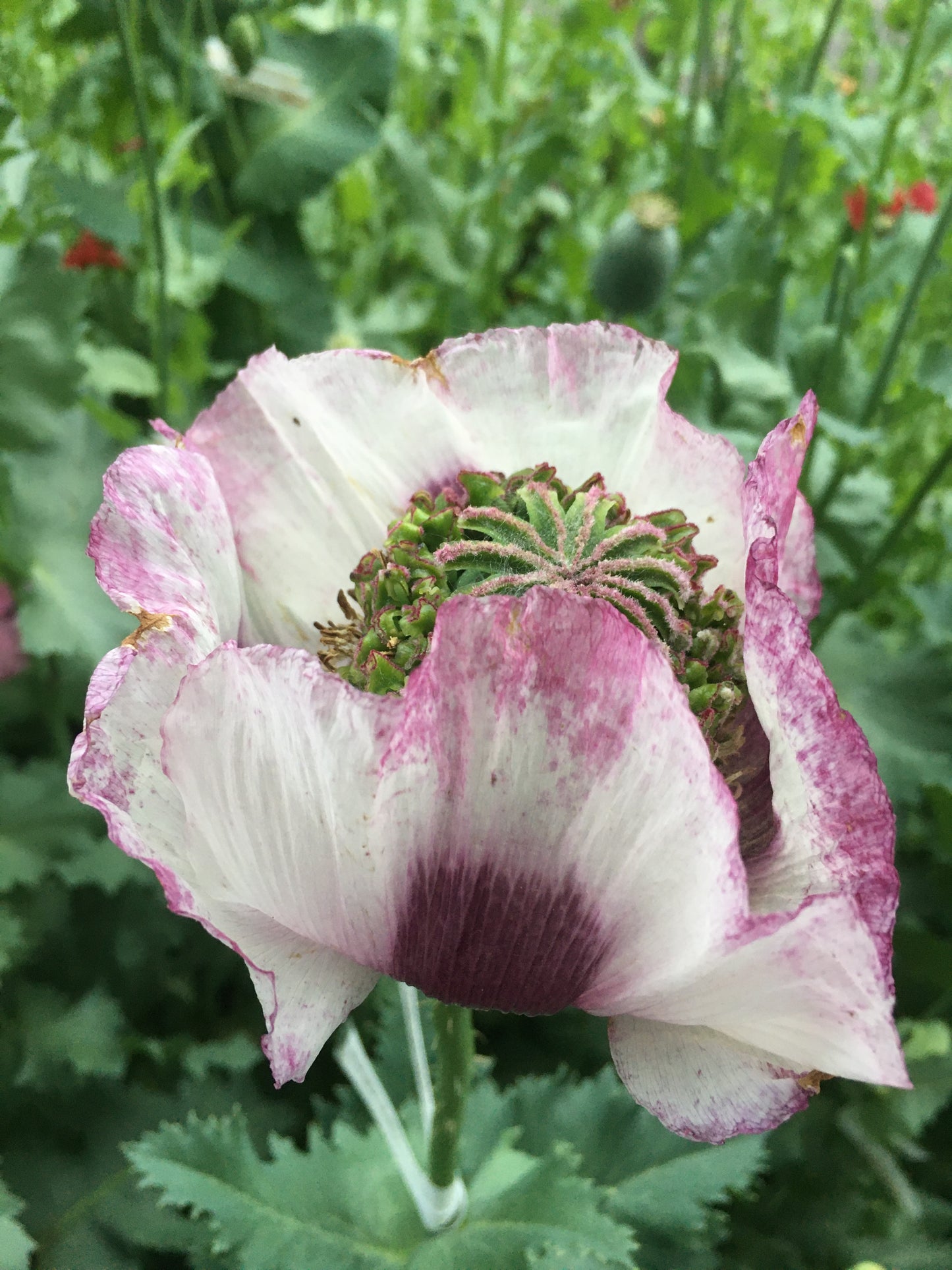 Izmir Hens & Chicks Poppy (500+ seeds)