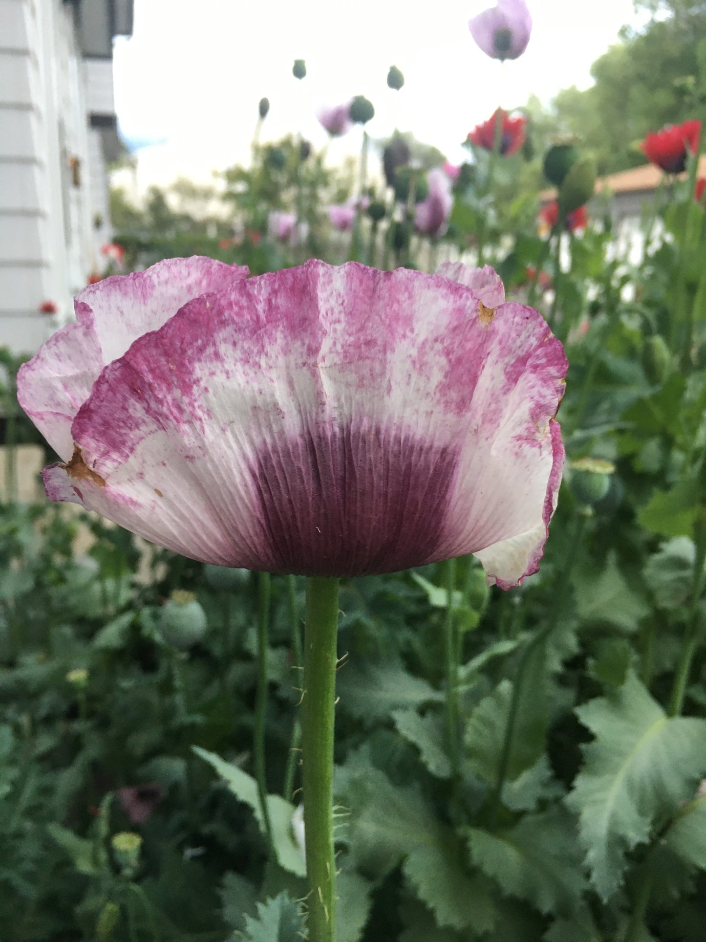 Izmir Hens & Chicks Poppy (500+ seeds)