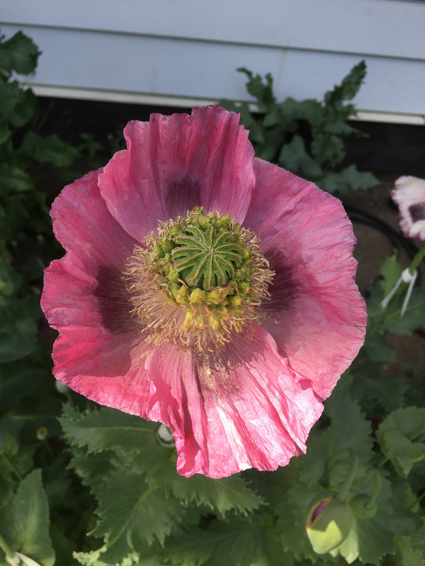 Izmir Hens & Chicks Poppy (500+ seeds)