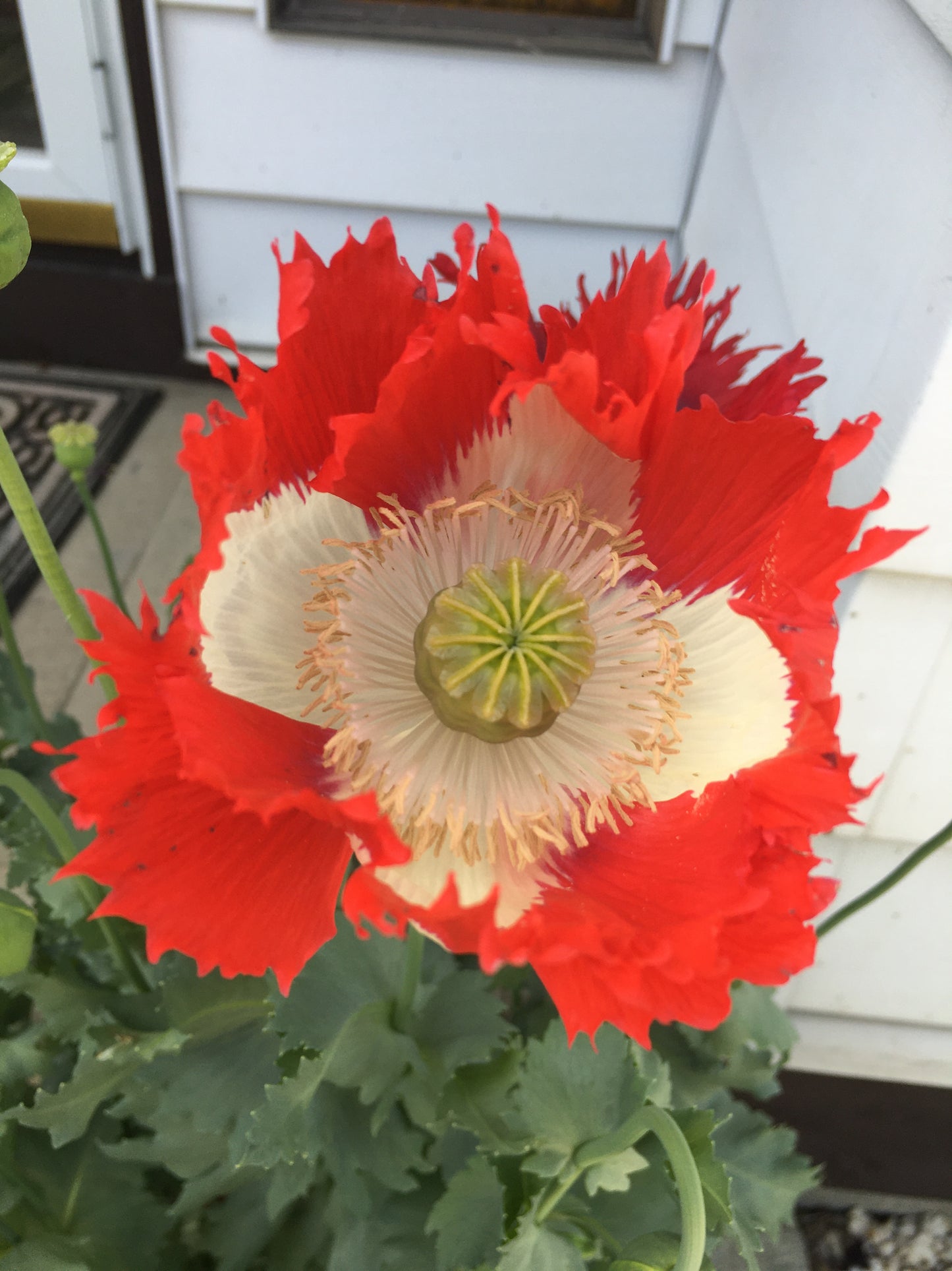 Izmir Danish Flag Poppy (1000+ seeds)