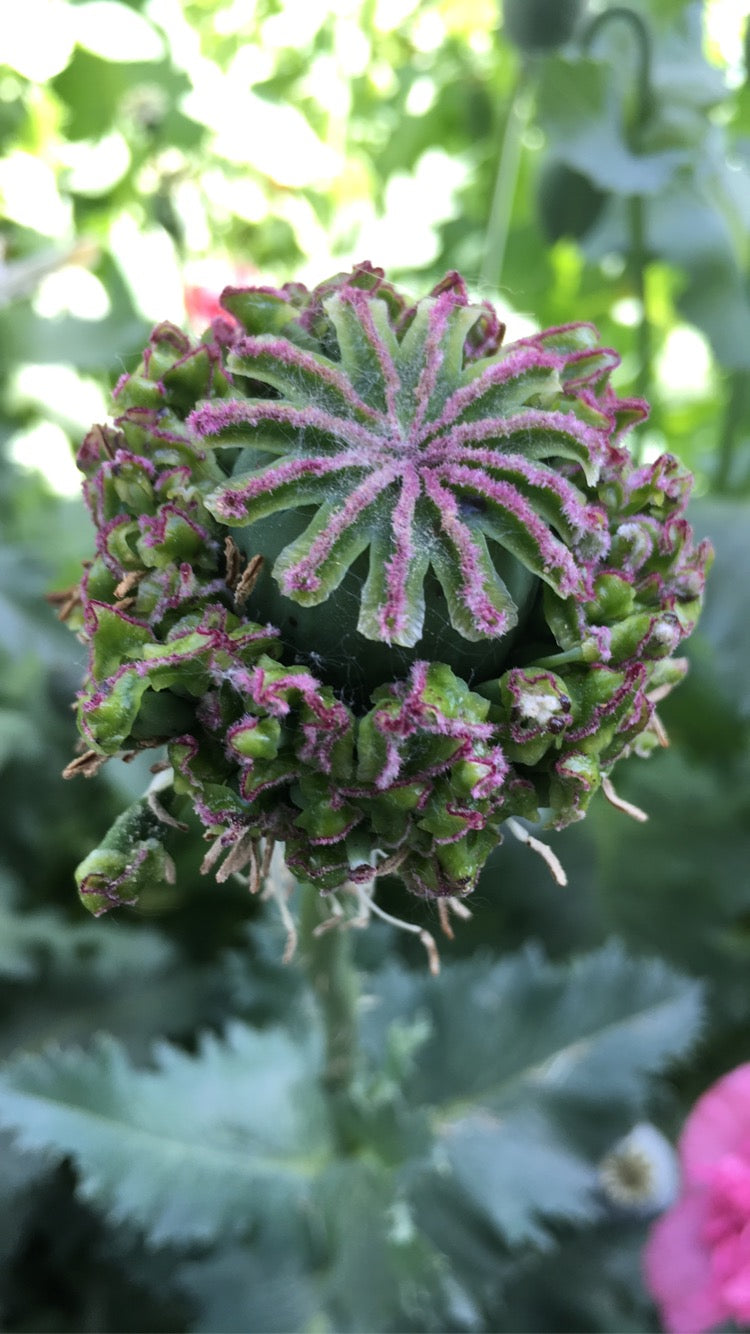 Izmir Hens & Chicks Poppy (500+ seeds)
