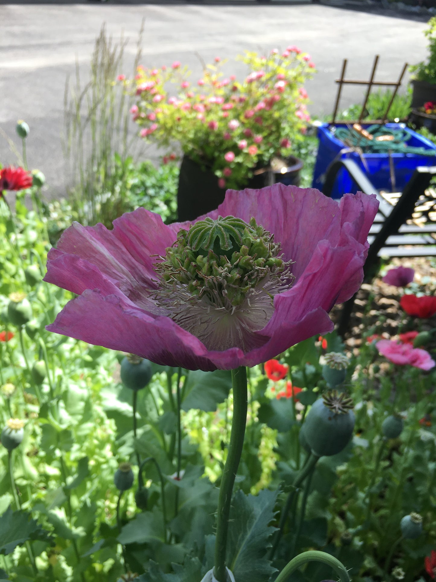 Izmir Hens & Chicks Poppy (500+ seeds)