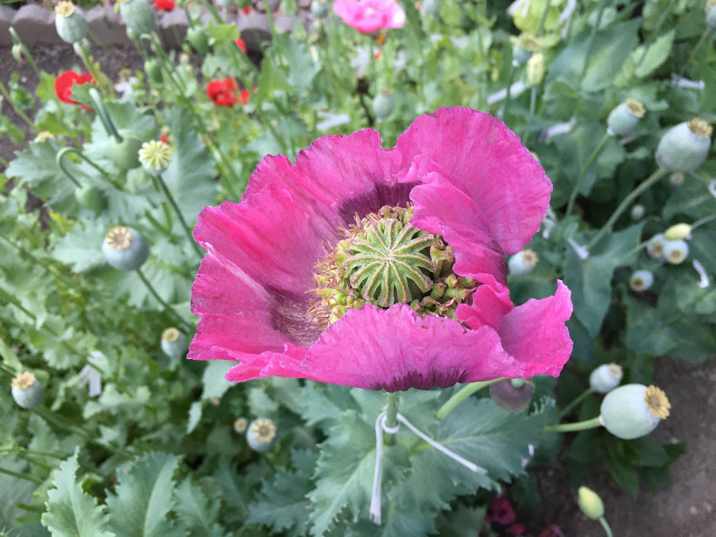 Izmir Hens & Chicks Poppy (500+ seeds)