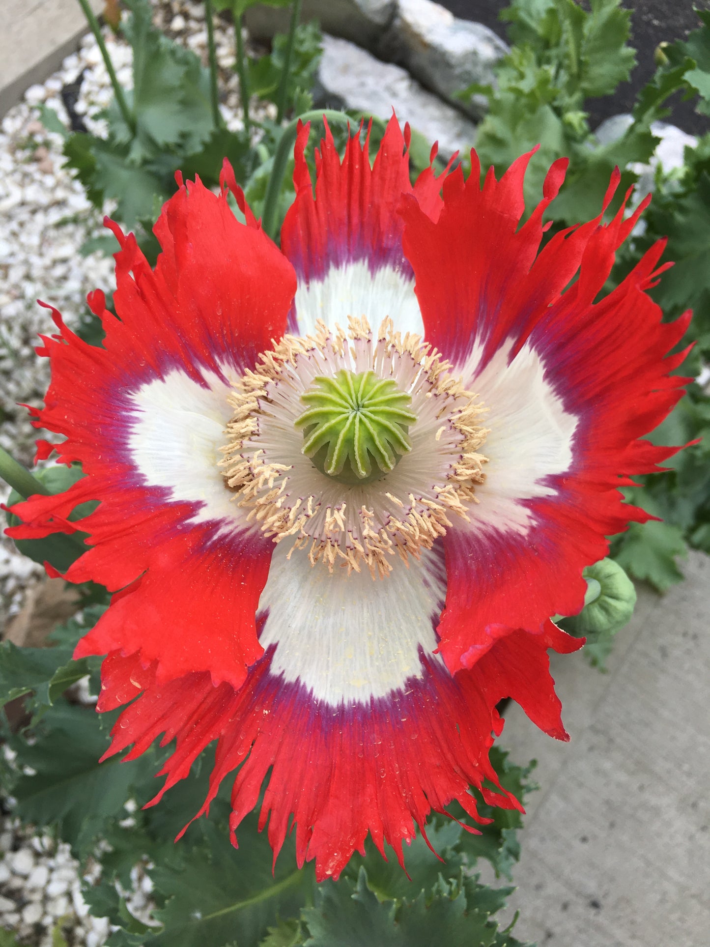 Izmir Danish Flag Poppy (1000+ seeds)