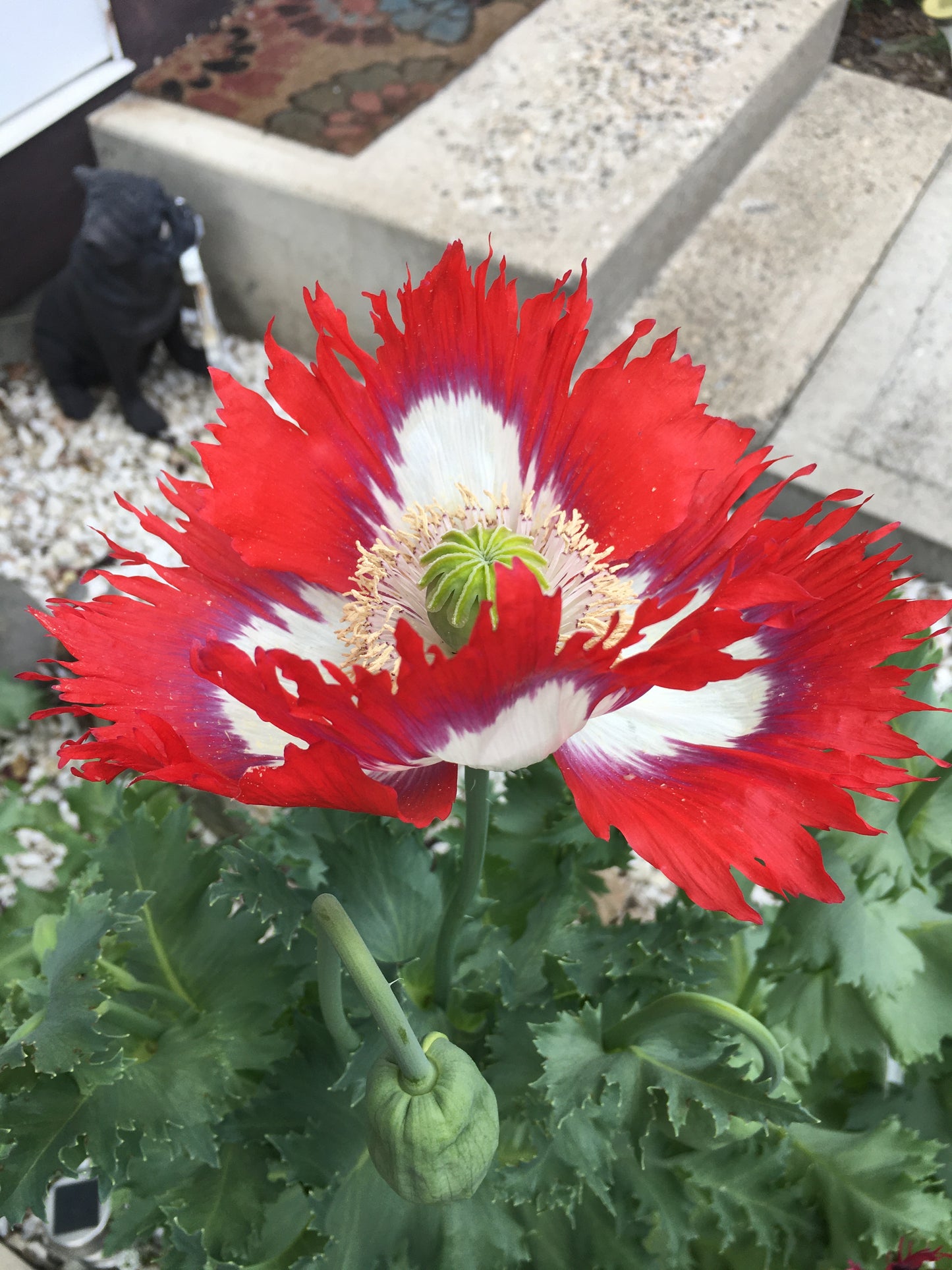 Izmir Danish Flag Poppy (1000+ seeds)