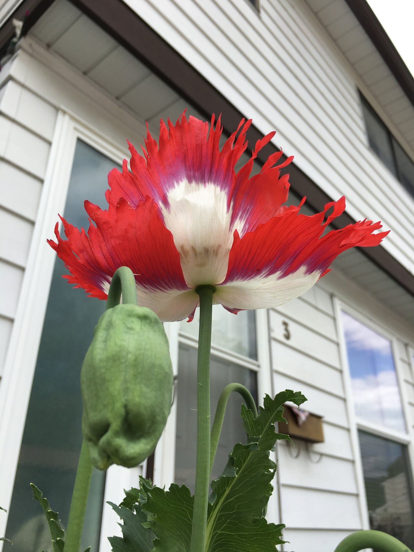 Izmir Danish Flag Poppy (1000+ seeds)