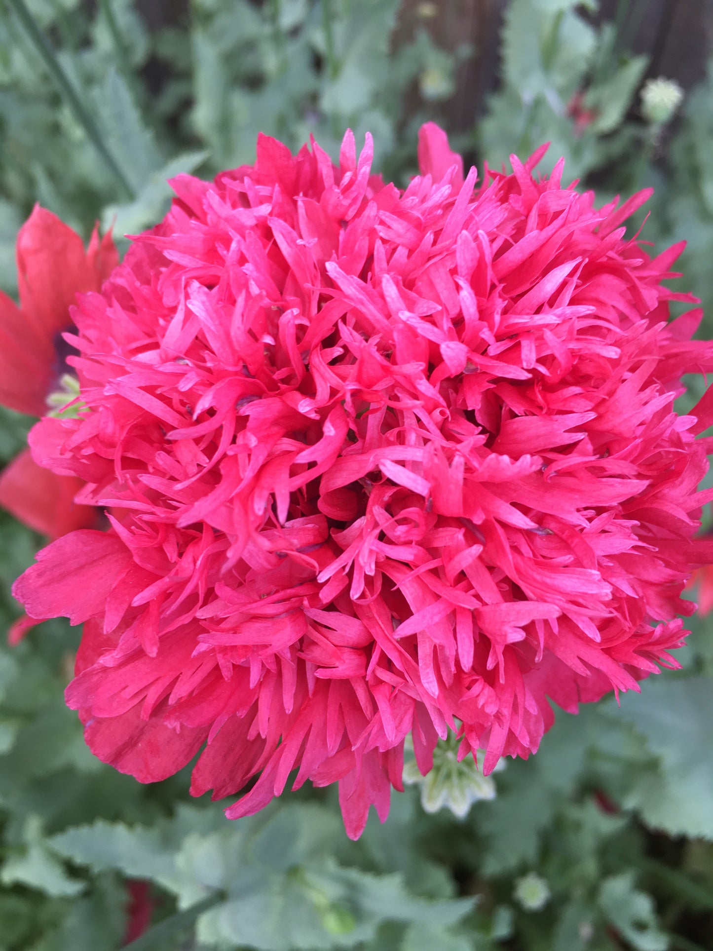Izmir Pink Cloud Poppy (1000+ seeds)