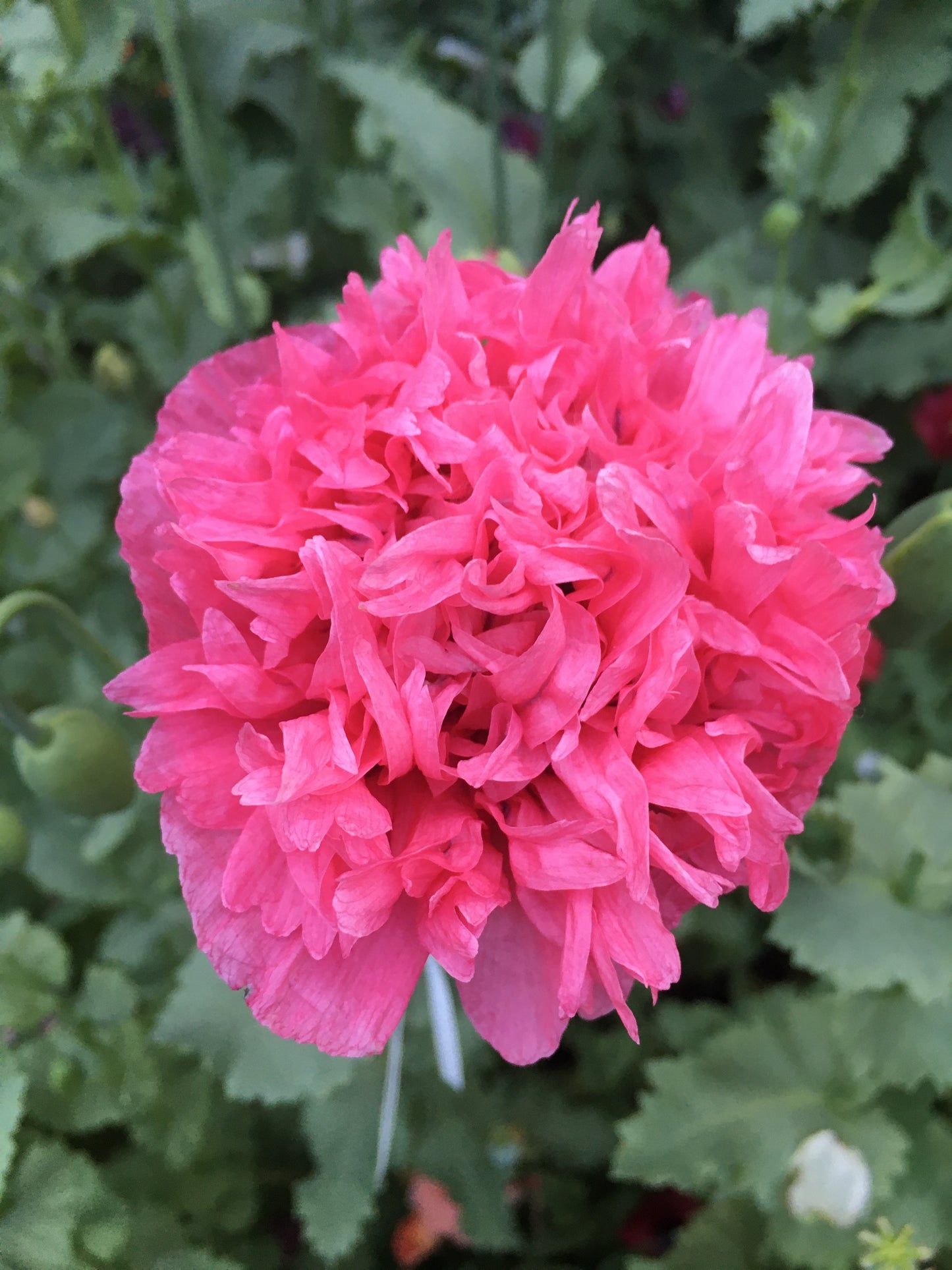 Izmir Pink Cloud Poppy (1000+ seeds)