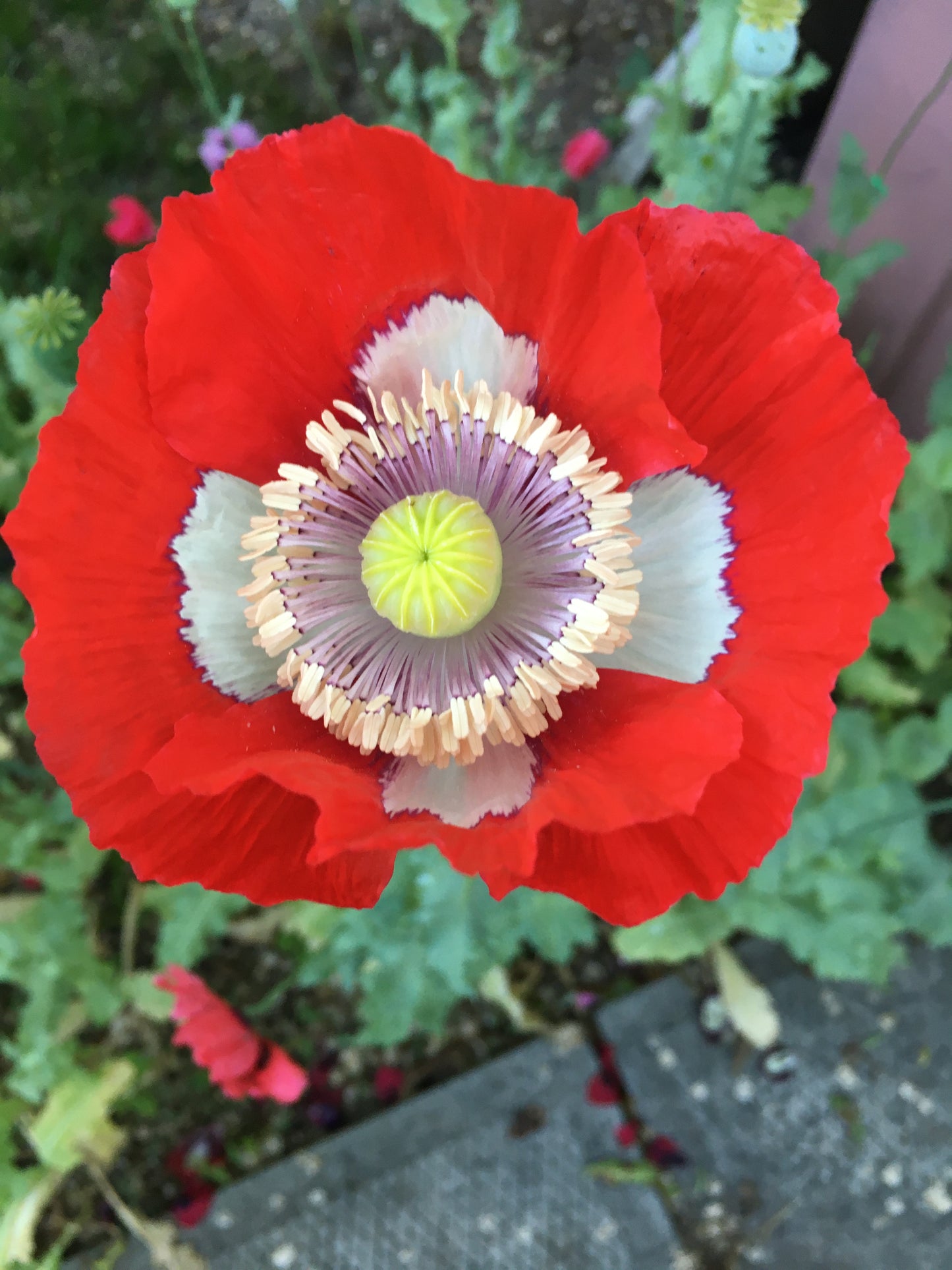 Izmir Danish Flag Poppy (1000+ seeds)