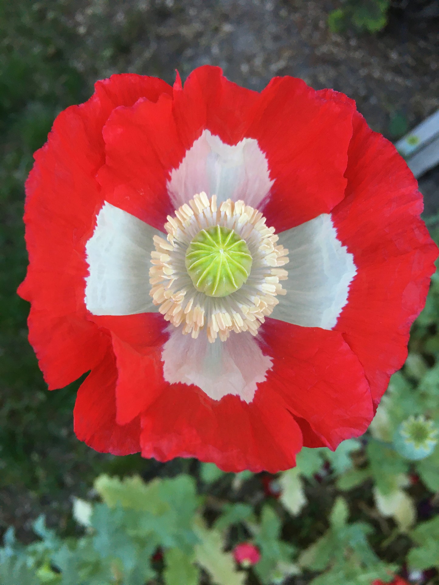 Izmir Danish Flag Poppy (1000+ seeds)
