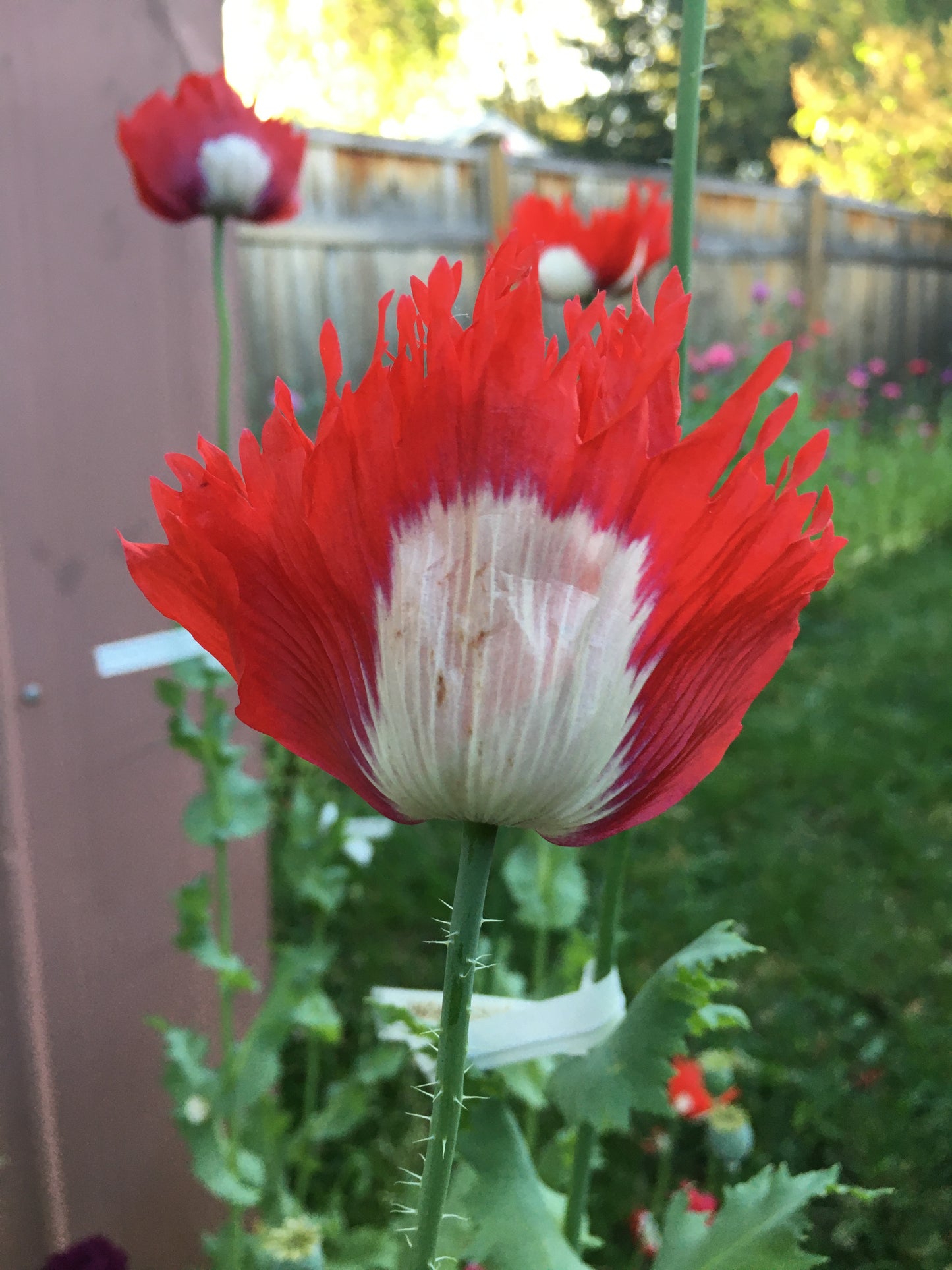Izmir Danish Flag Poppy (1000+ seeds)
