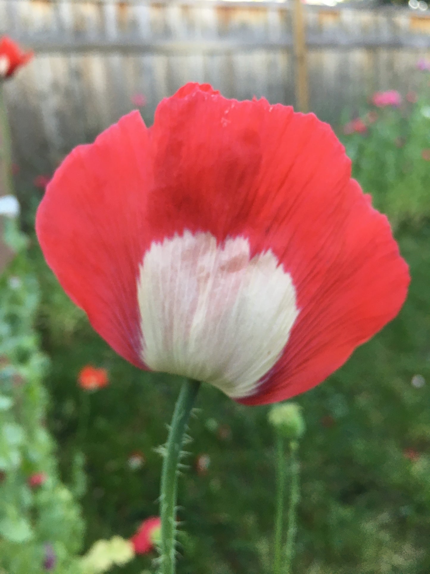 Izmir Danish Flag Poppy (1000+ seeds)