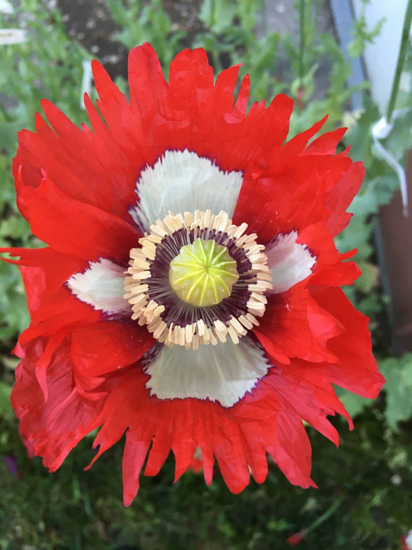 Izmir Danish Flag Poppy (1000+ seeds)