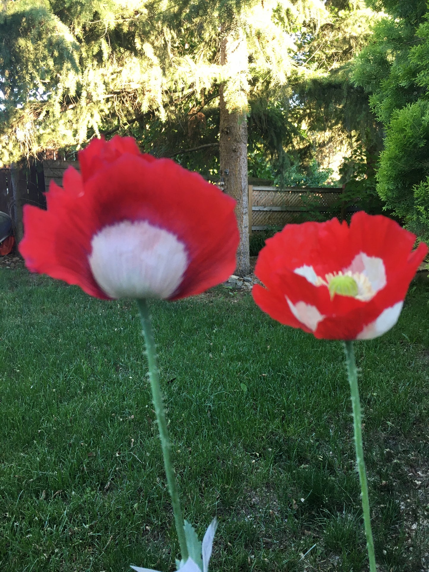 Izmir Danish Flag Poppy (1000+ seeds)