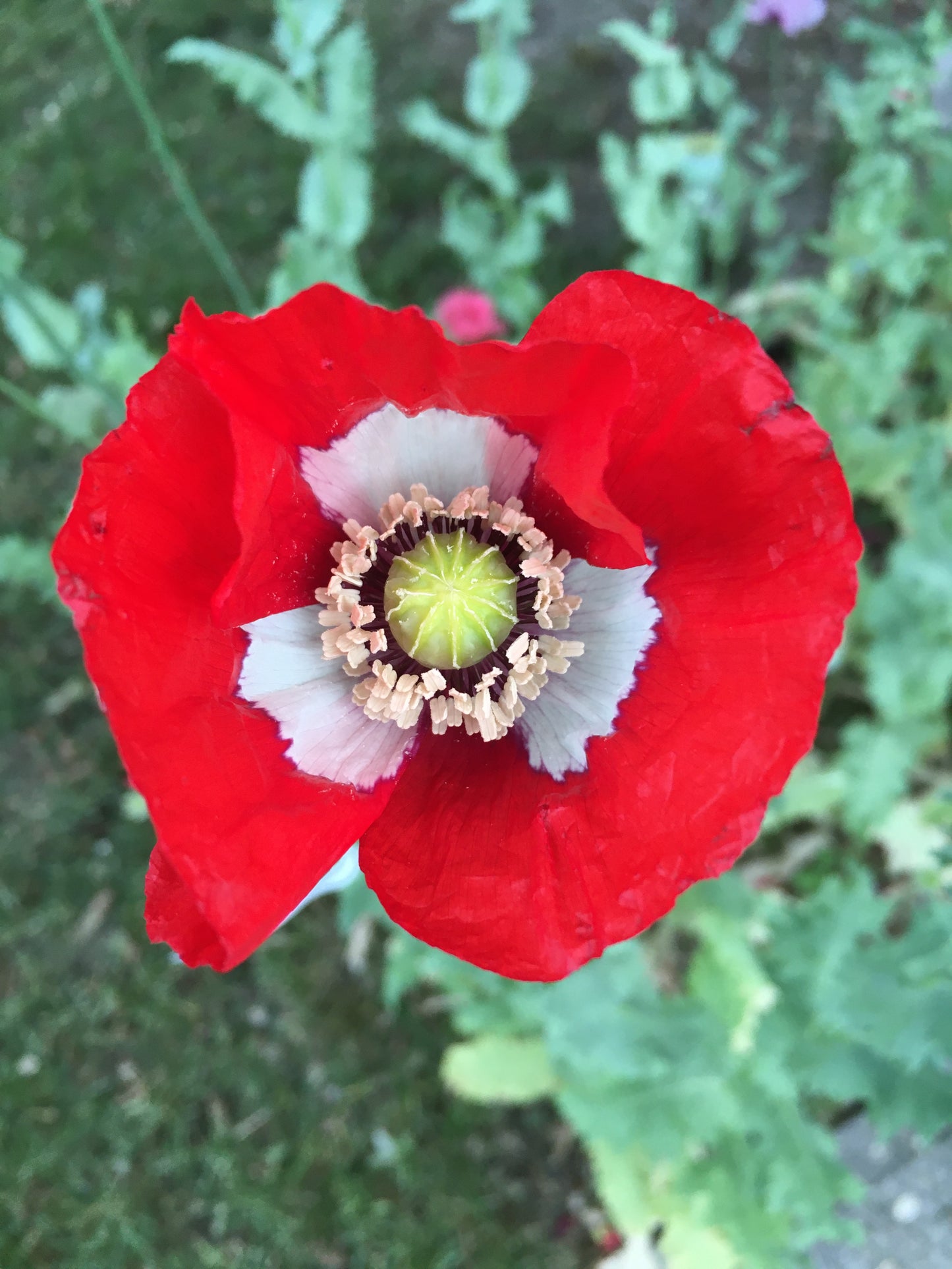 Izmir Danish Flag Poppy (1000+ seeds)