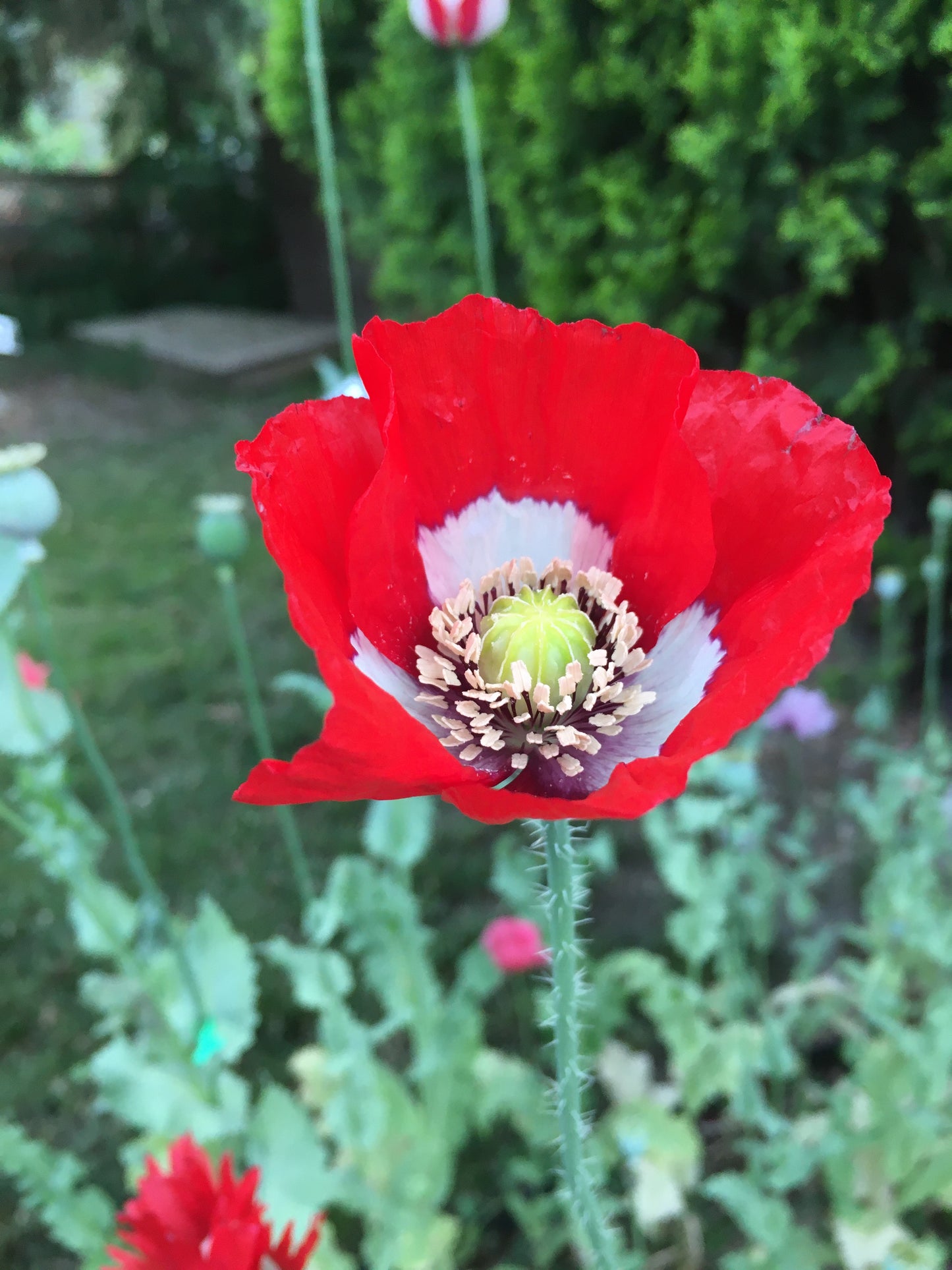 Izmir Danish Flag Poppy (1000+ seeds)