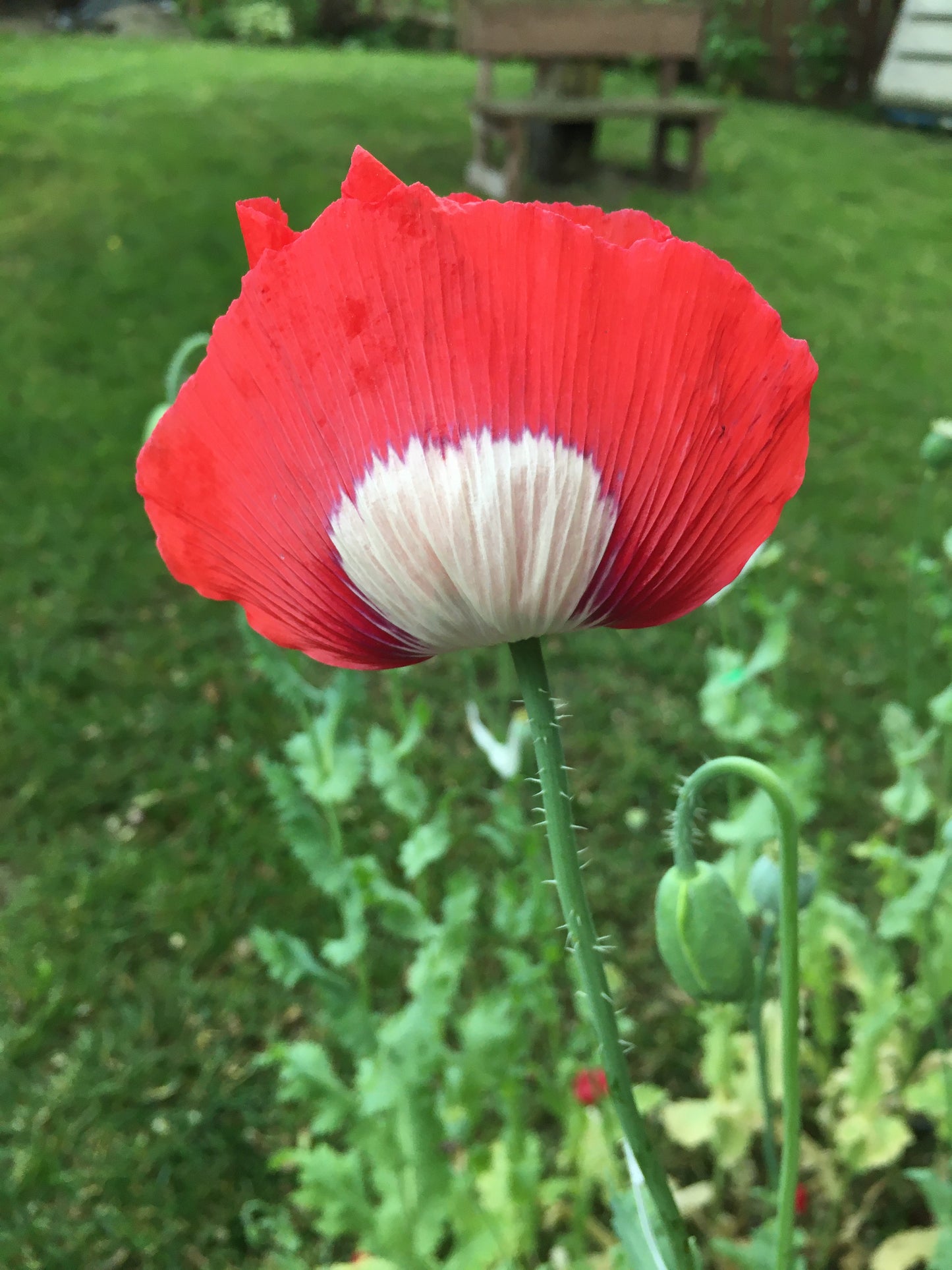 Izmir Danish Flag Poppy (1000+ seeds)