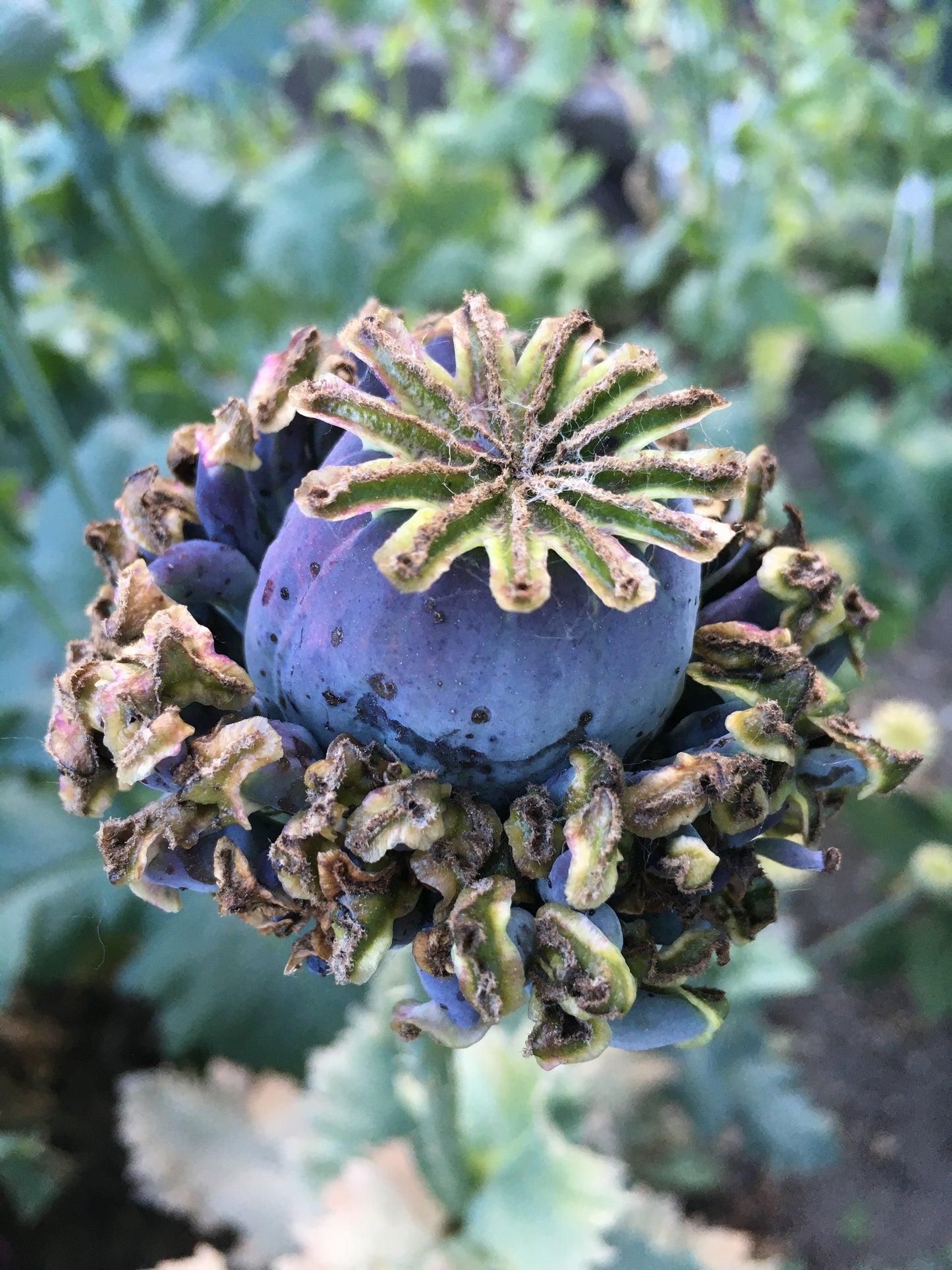 Izmir Hens & Chicks Poppy (500+ seeds)