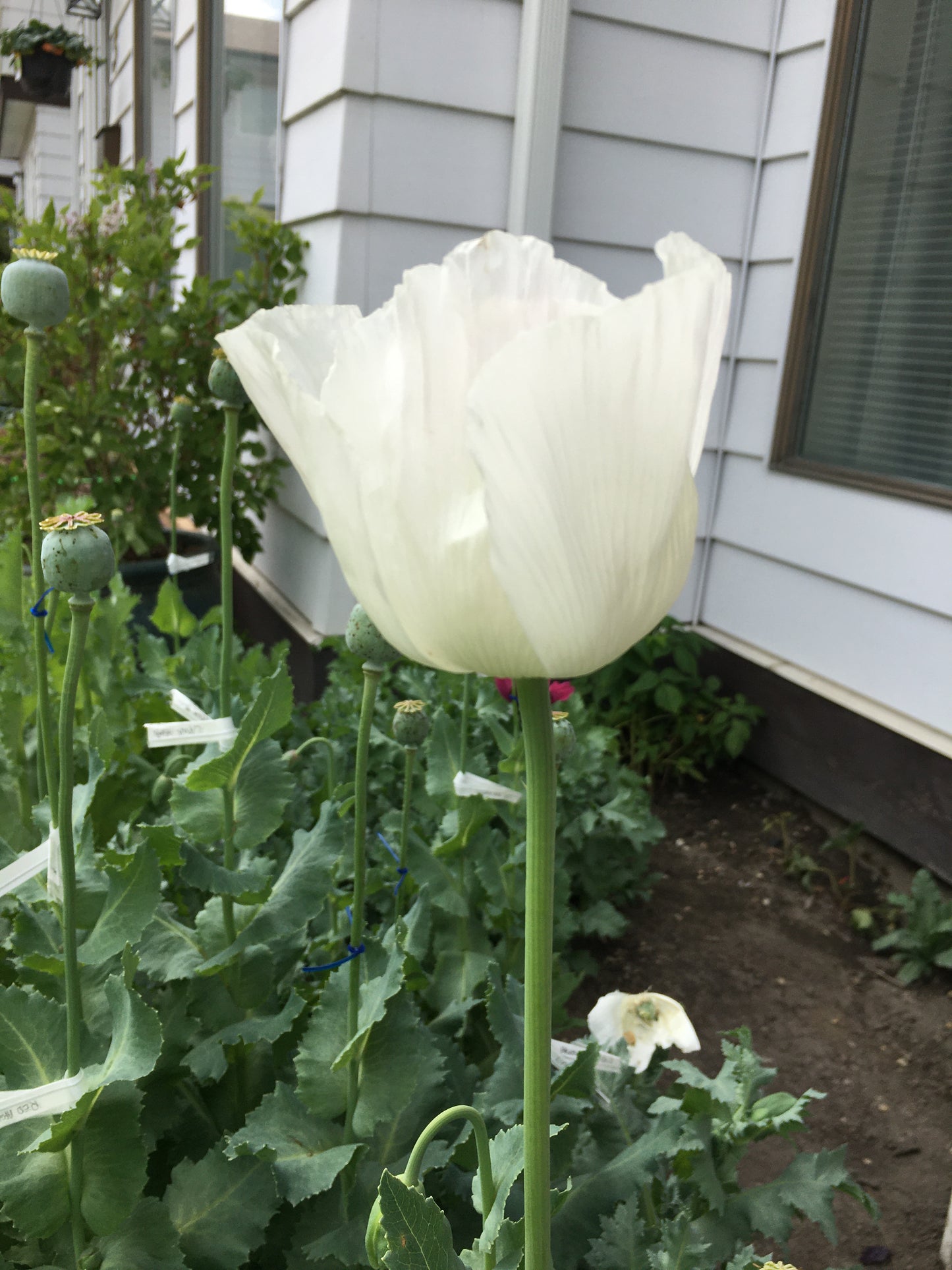 Izmir Afghan White Special (Galania) Poppy (500+ seeds)