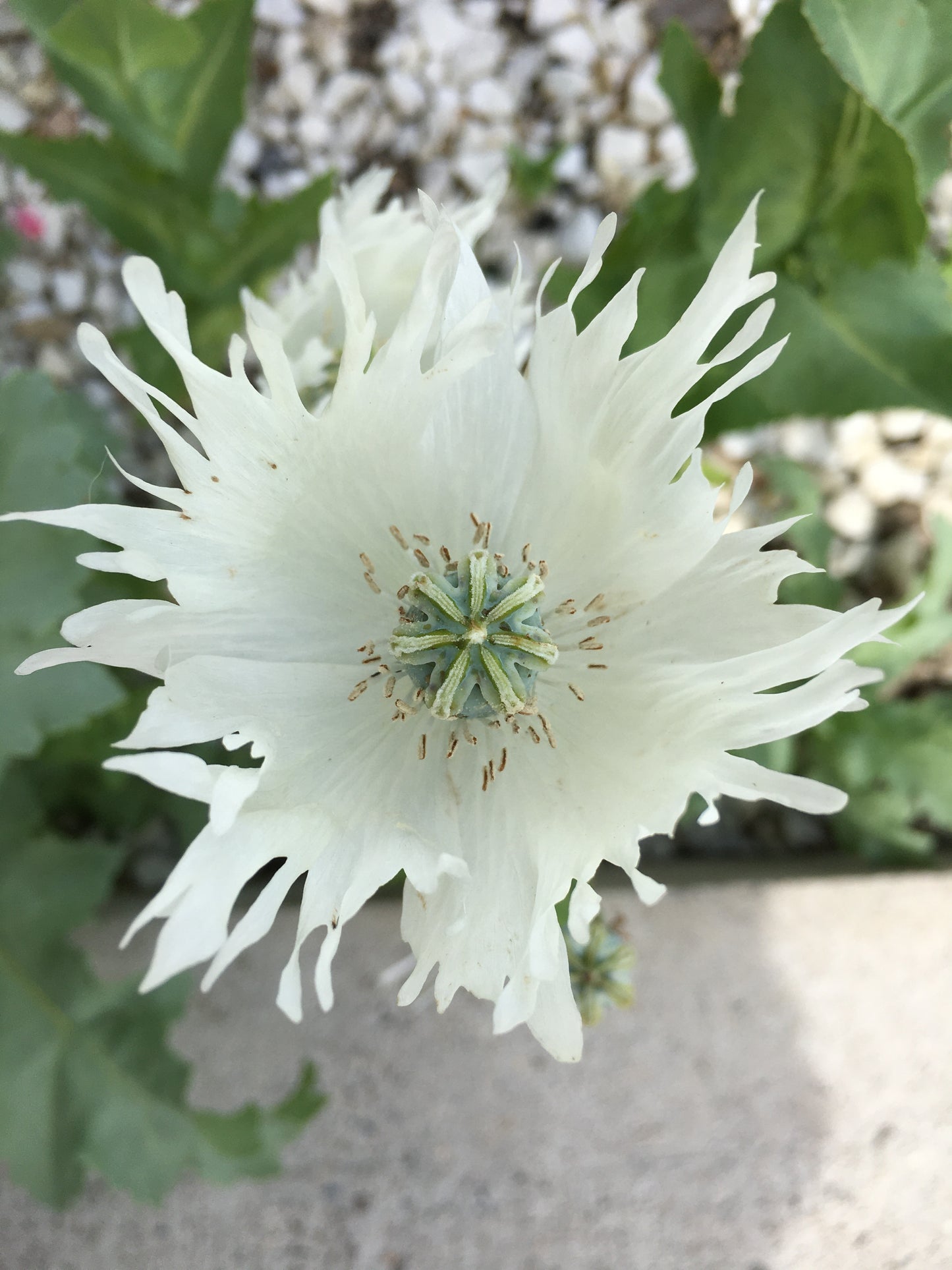 Izmir Afghan White Special (Galania) Poppy (500+ seeds)