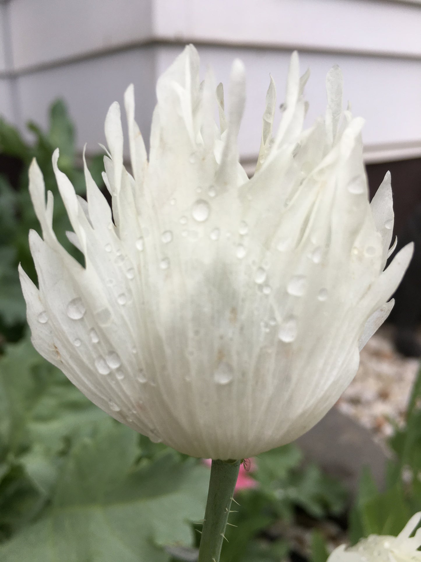 Izmir Afghan White Special (Galania) Poppy (500+ seeds)