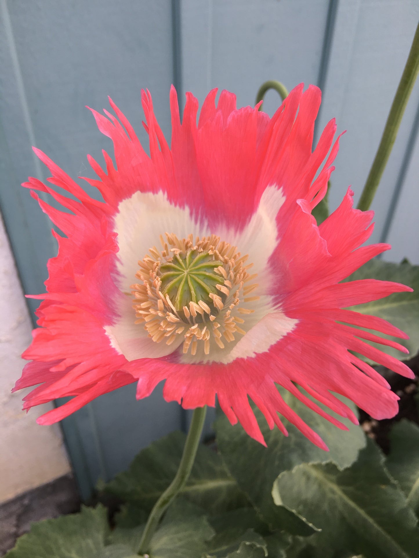Izmir Afghan Pink Special (Galania) Poppy (500+ seeds)